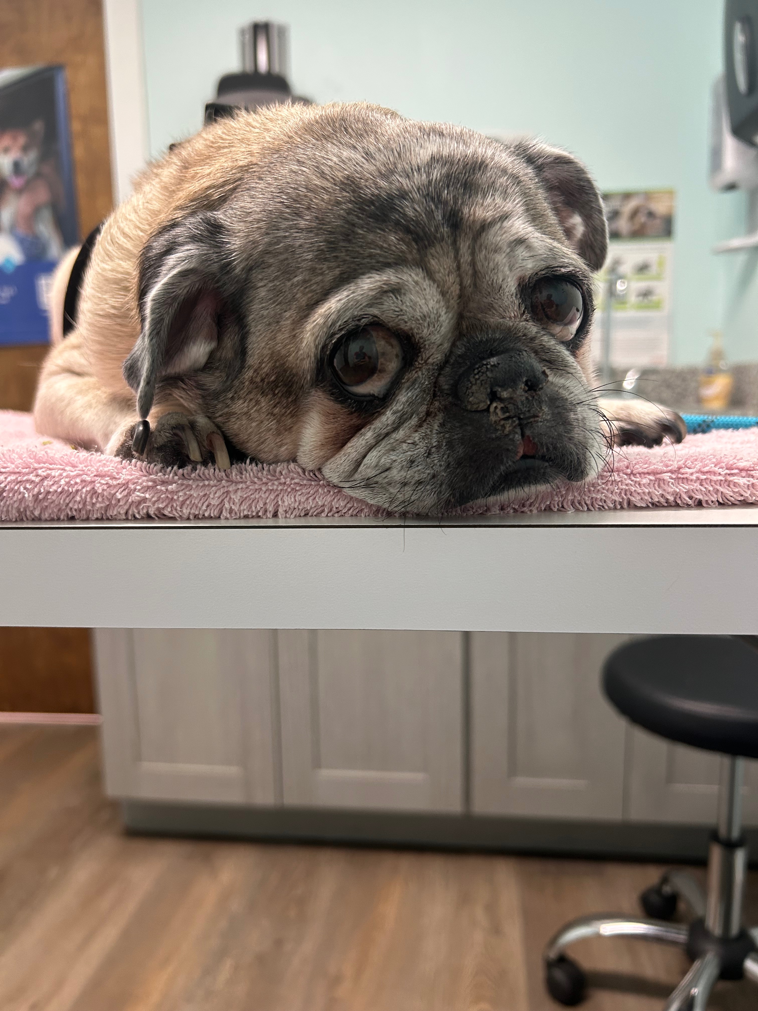 Hazel's emergency hospital stay campaign photo, 4 of 5