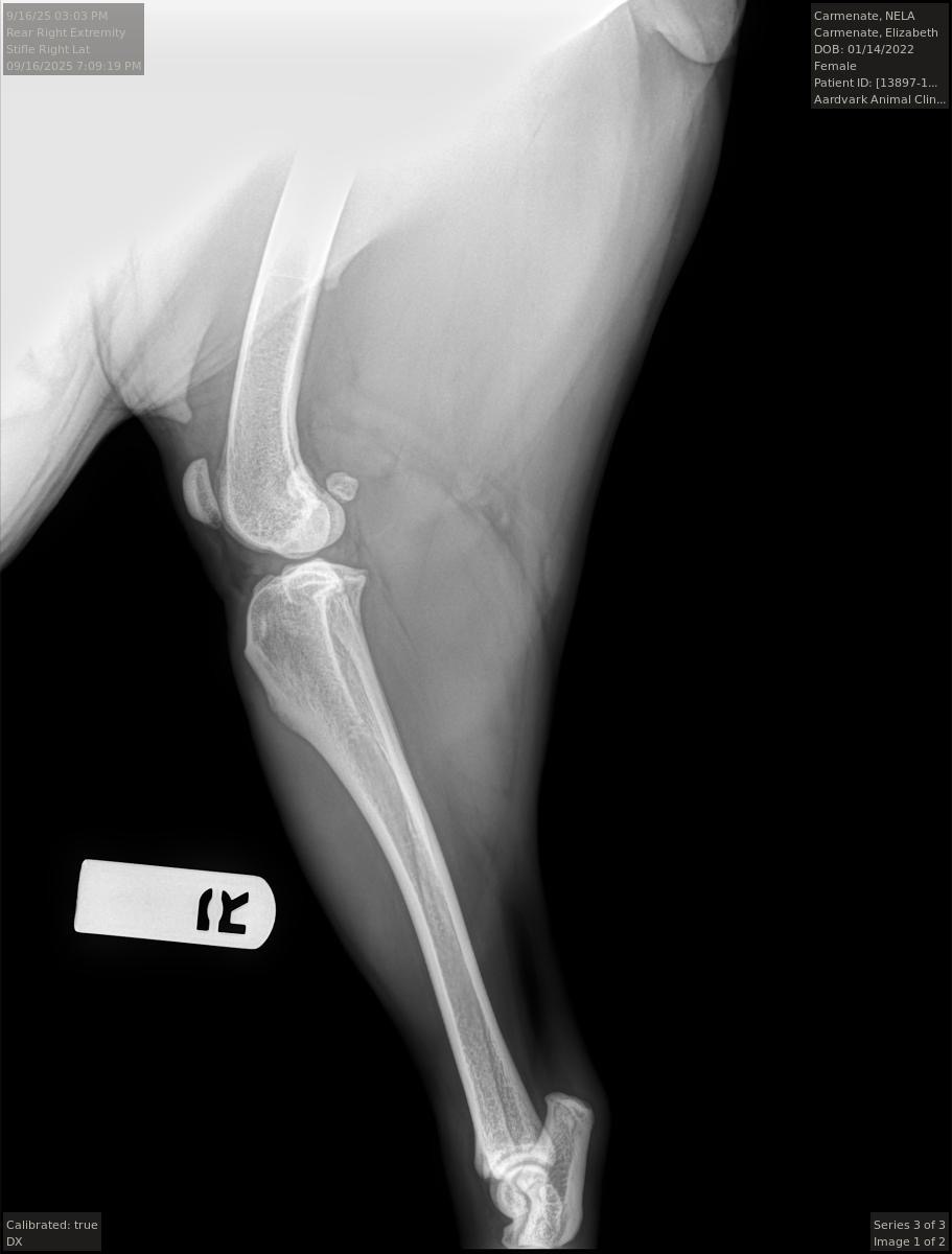 Give Nela Her Zoomies Back: CCL Repair Surgery campaign photo, 2 of 8