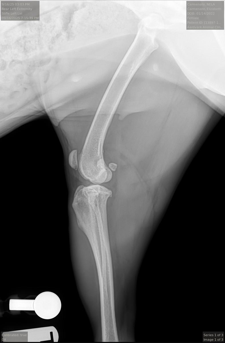 Give Nela Her Zoomies Back: CCL Repair Surgery campaign photo, 7 of 8