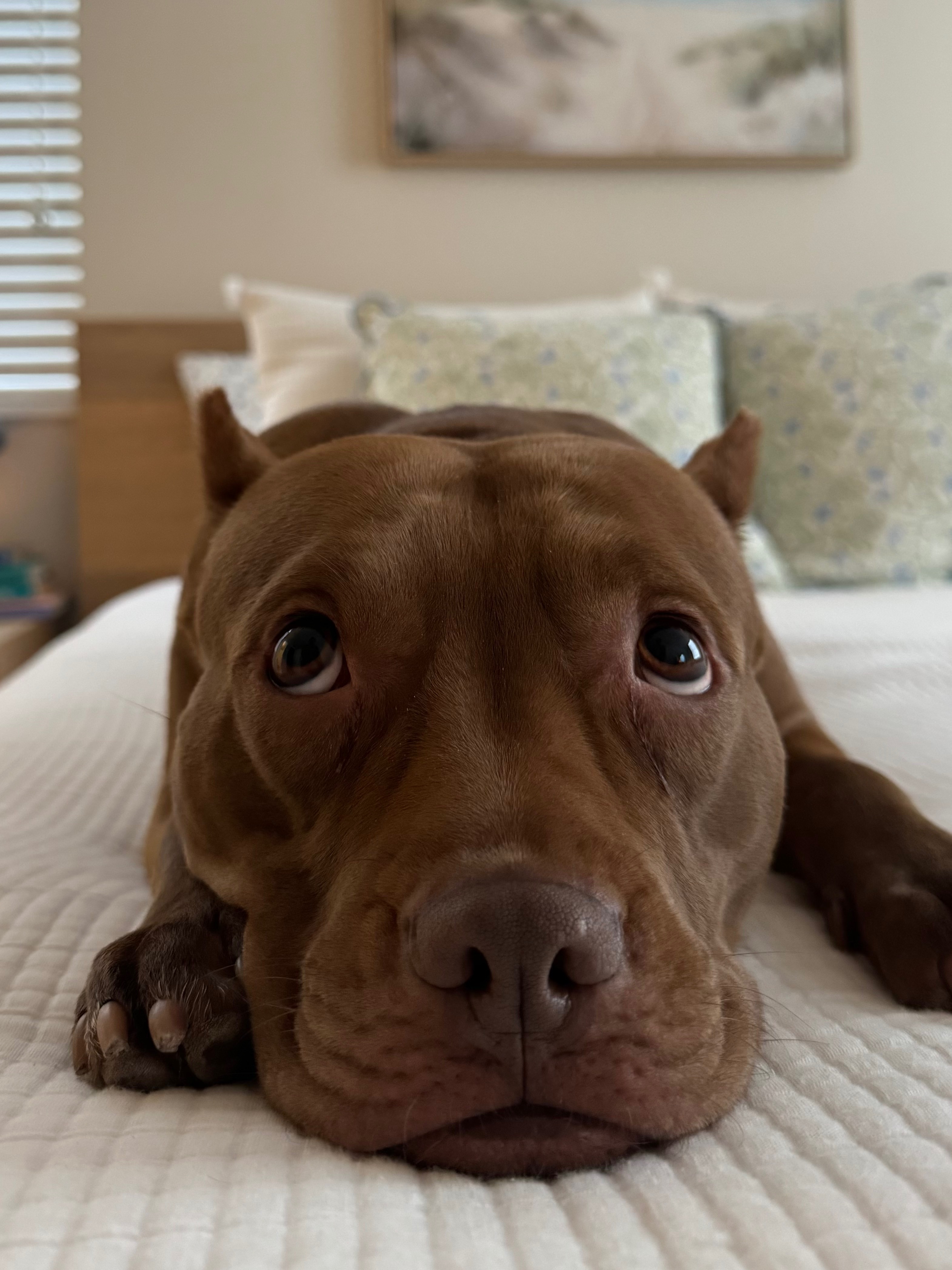 Give Nela Her Zoomies Back: CCL Repair Surgery campaign photo, 5 of 8