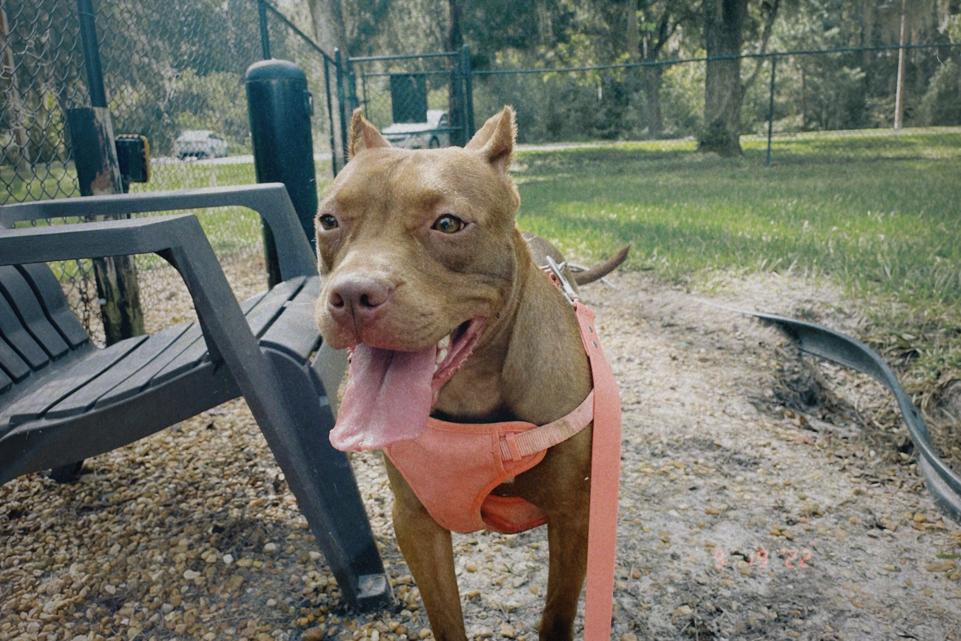 Give Nela Her Zoomies Back: CCL Repair Surgery campaign photo, 6 of 8