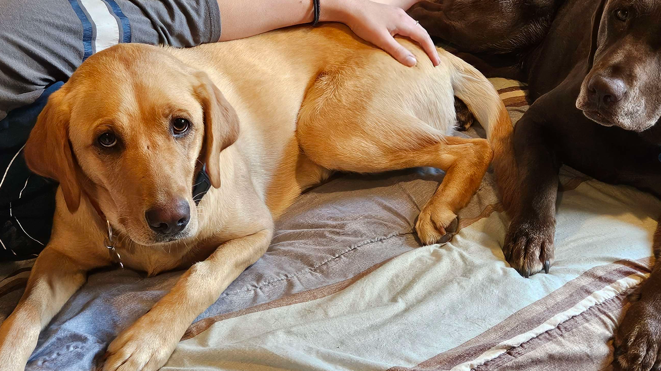 Help Sammi Get Life-Saving Surgery campaign photo, 2 of 4