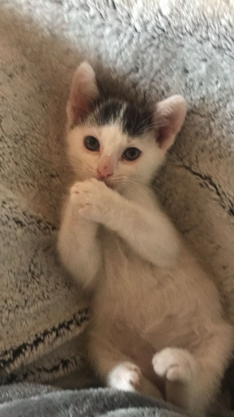 Emergency Vet Care for Stevie campaign photo, 2 of 8