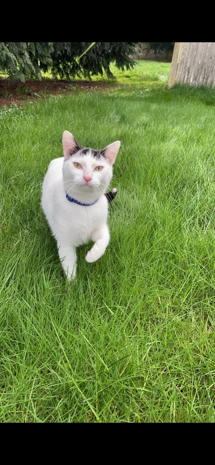 Emergency Vet Care for Stevie campaign photo, 5 of 8