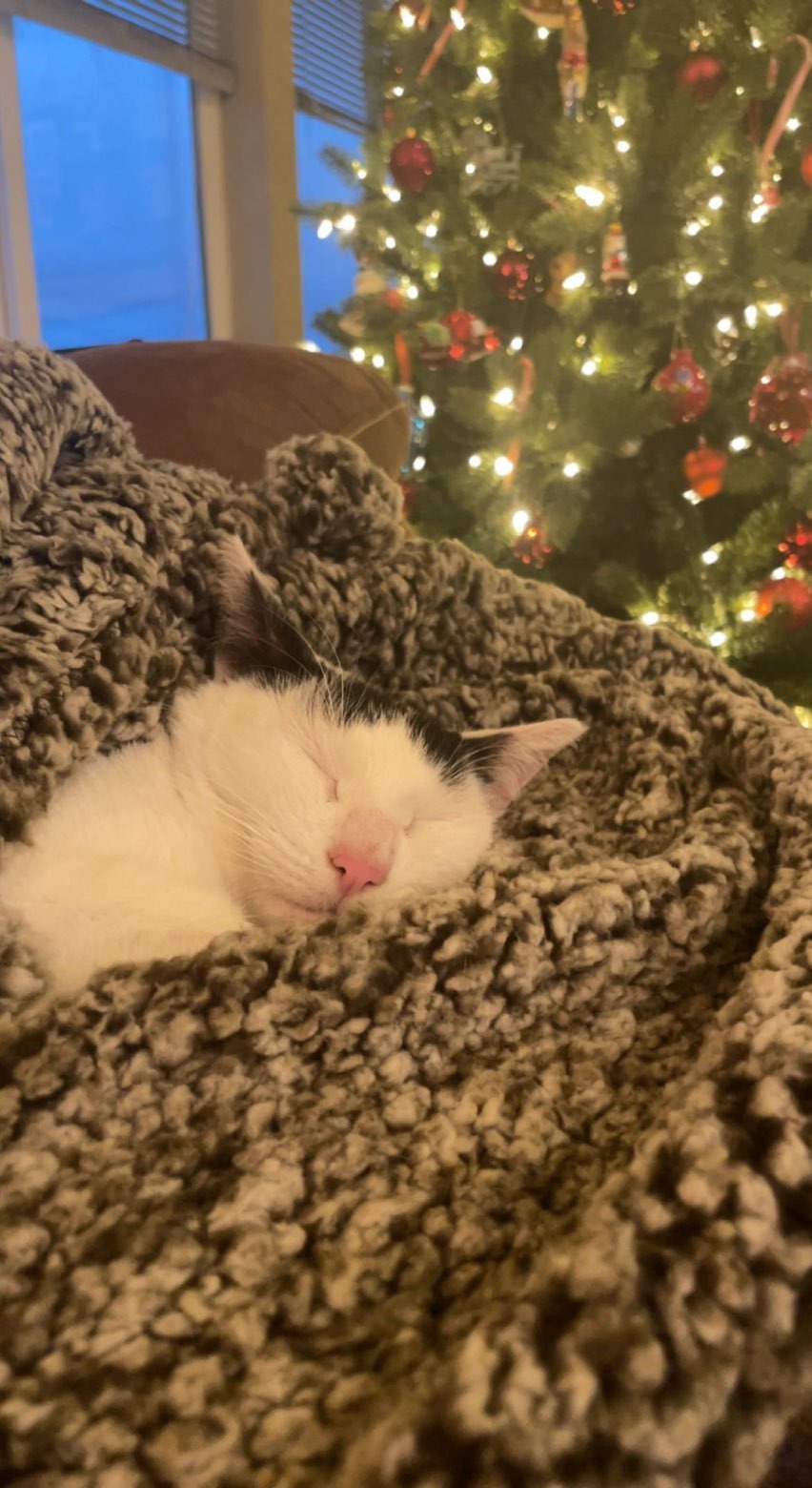 Emergency Vet Care for Stevie campaign photo, 4 of 8