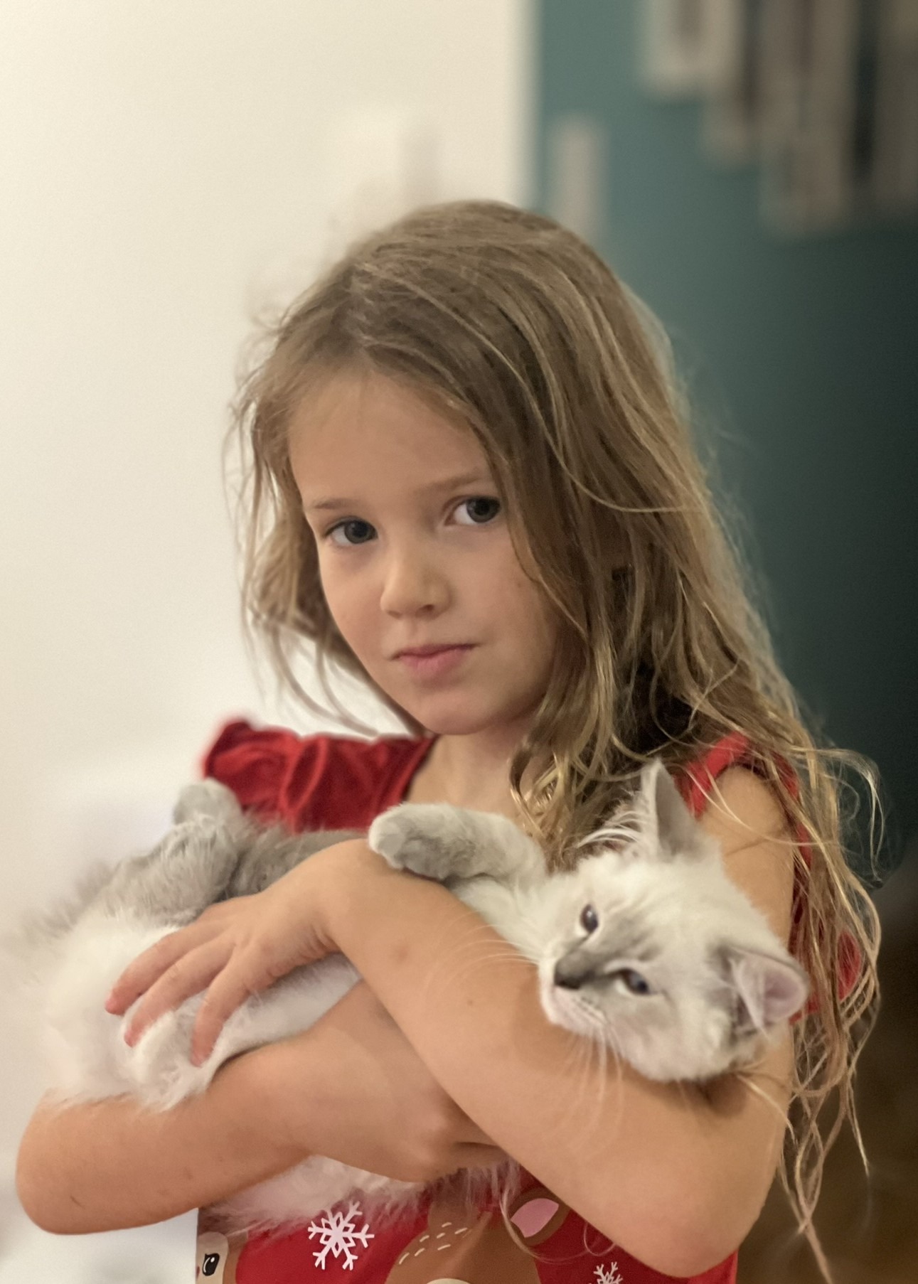 Help save Lex from FIP campaign photo, 5 of 6