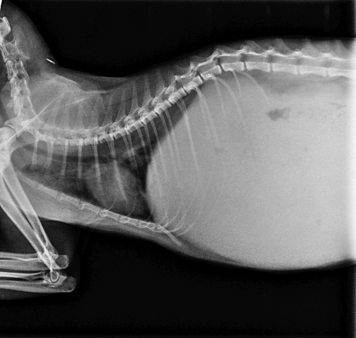 Help save Lex from FIP campaign photo, 4 of 6