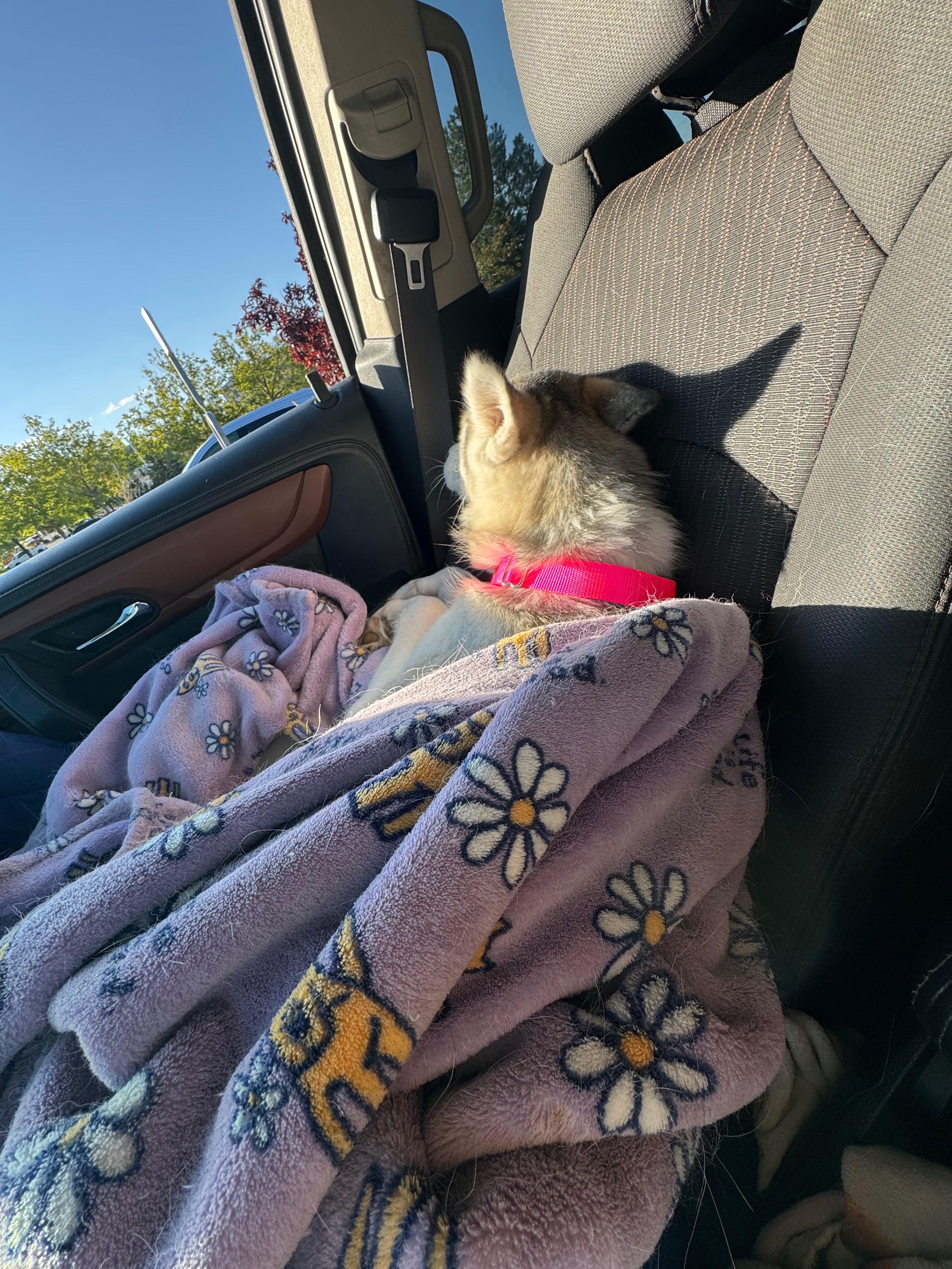 Help Tsuki Overcome Her Mystery Illness campaign photo, 6 of 7