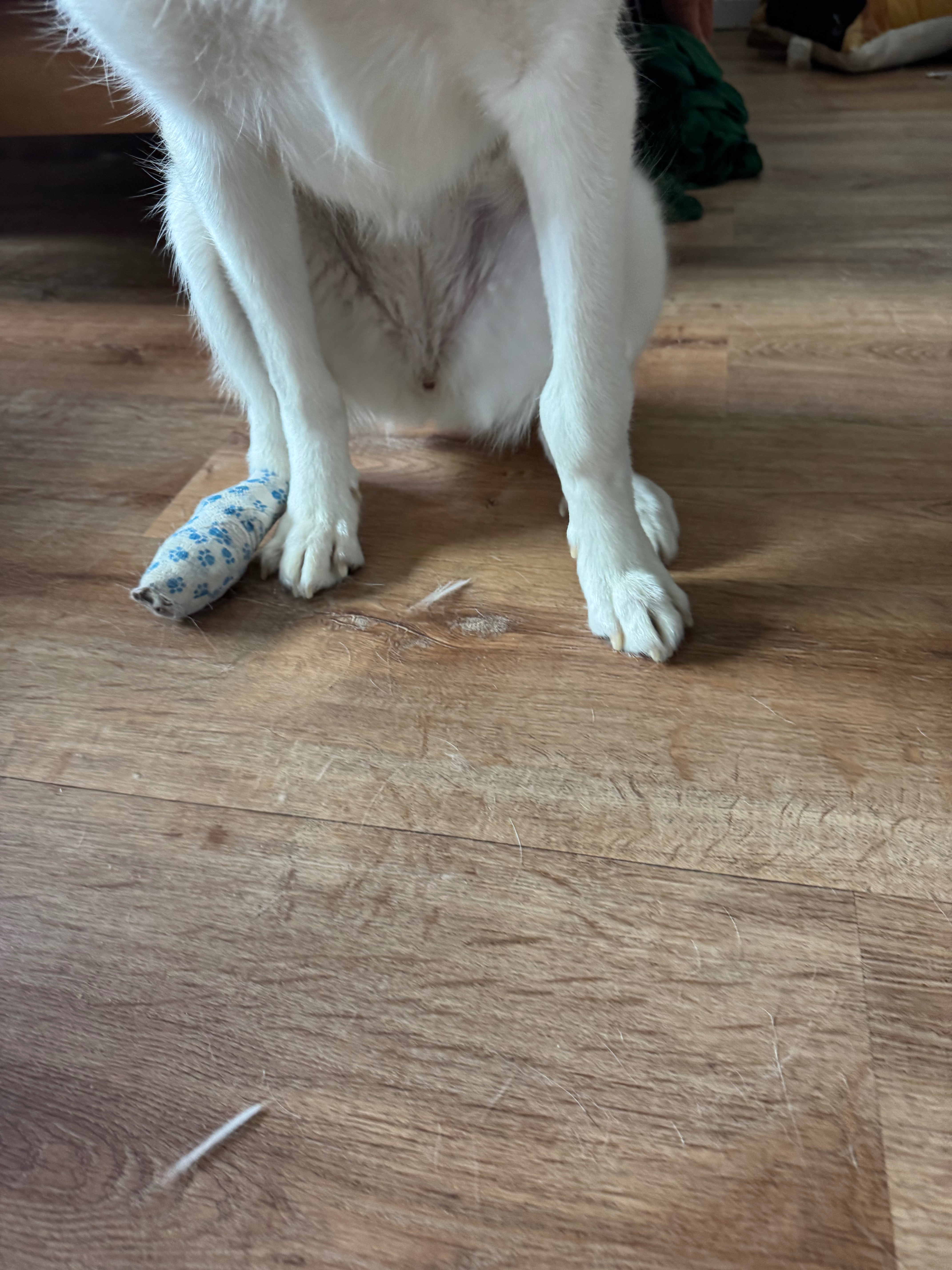 Help Tsuki Overcome Her Mystery Illness campaign photo, 2 of 7