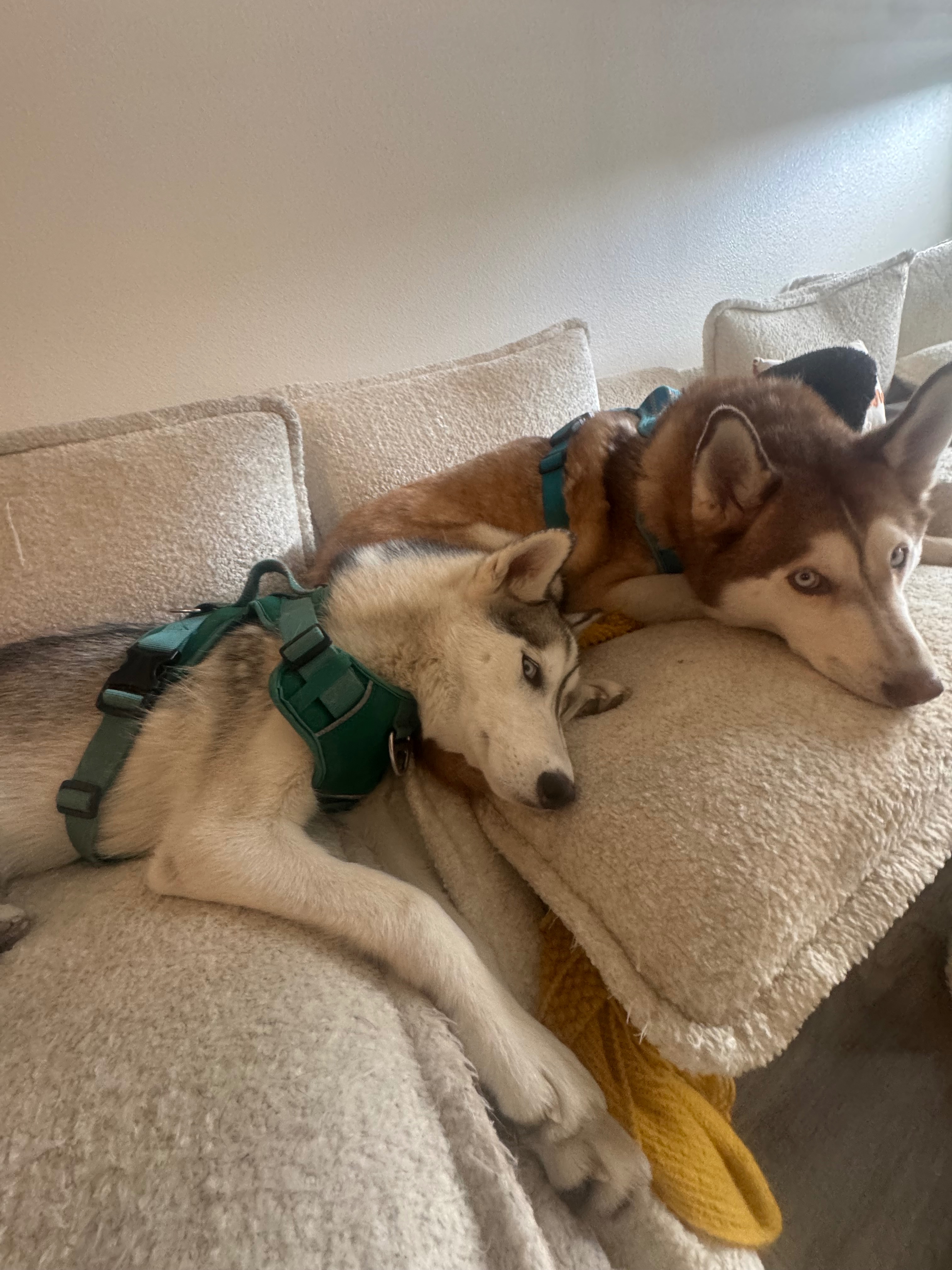 Help Tsuki Overcome Her Mystery Illness campaign photo, 4 of 7