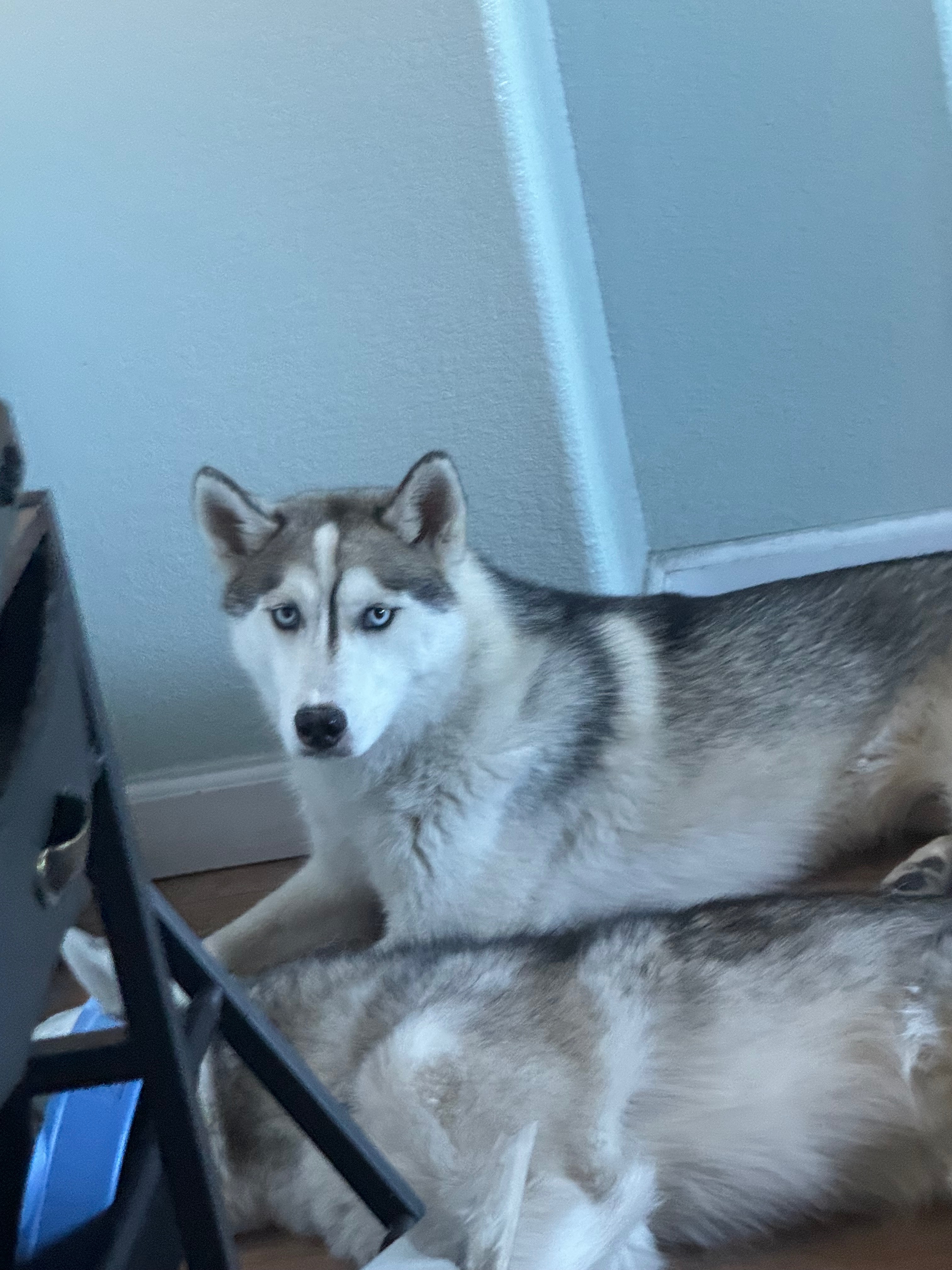 Help Tsuki Overcome Her Mystery Illness campaign photo, 5 of 7