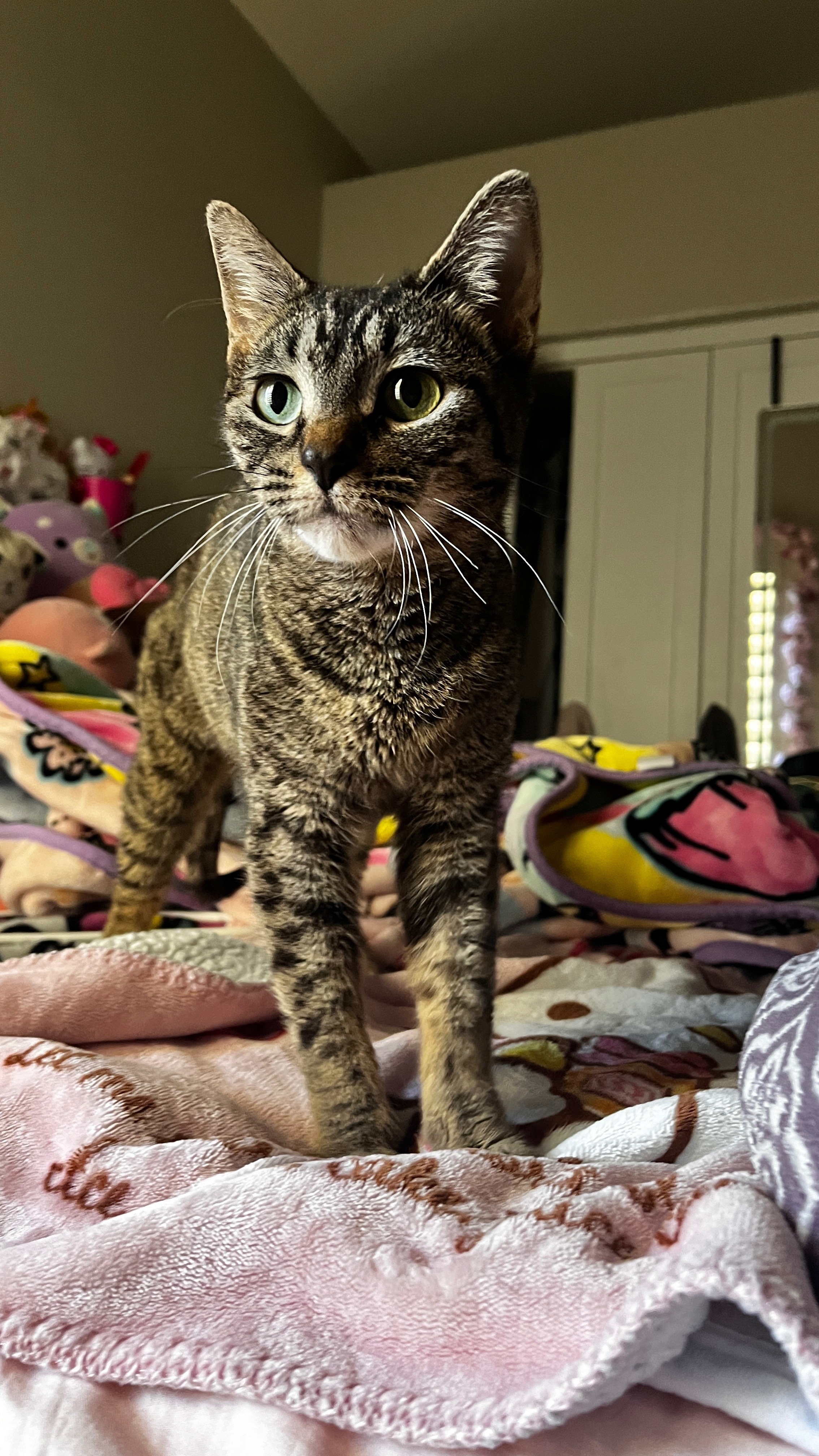 Donate to Paris's Urgent Kidney Surgery campaign photo, 4 of 5