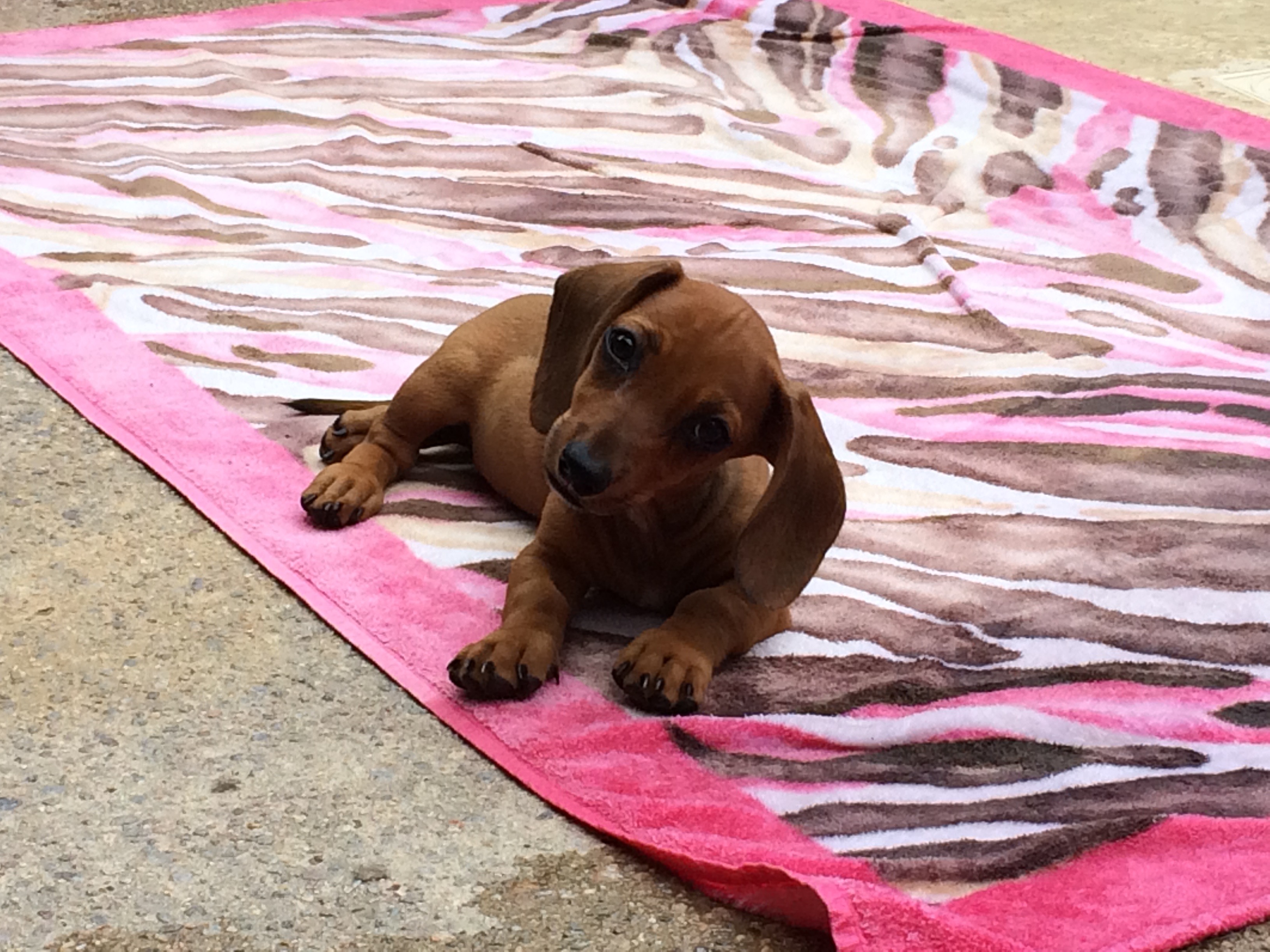 Help Sweet Alma Walk Again – Life-Saving Surgery Needed campaign photo, 6 of 7