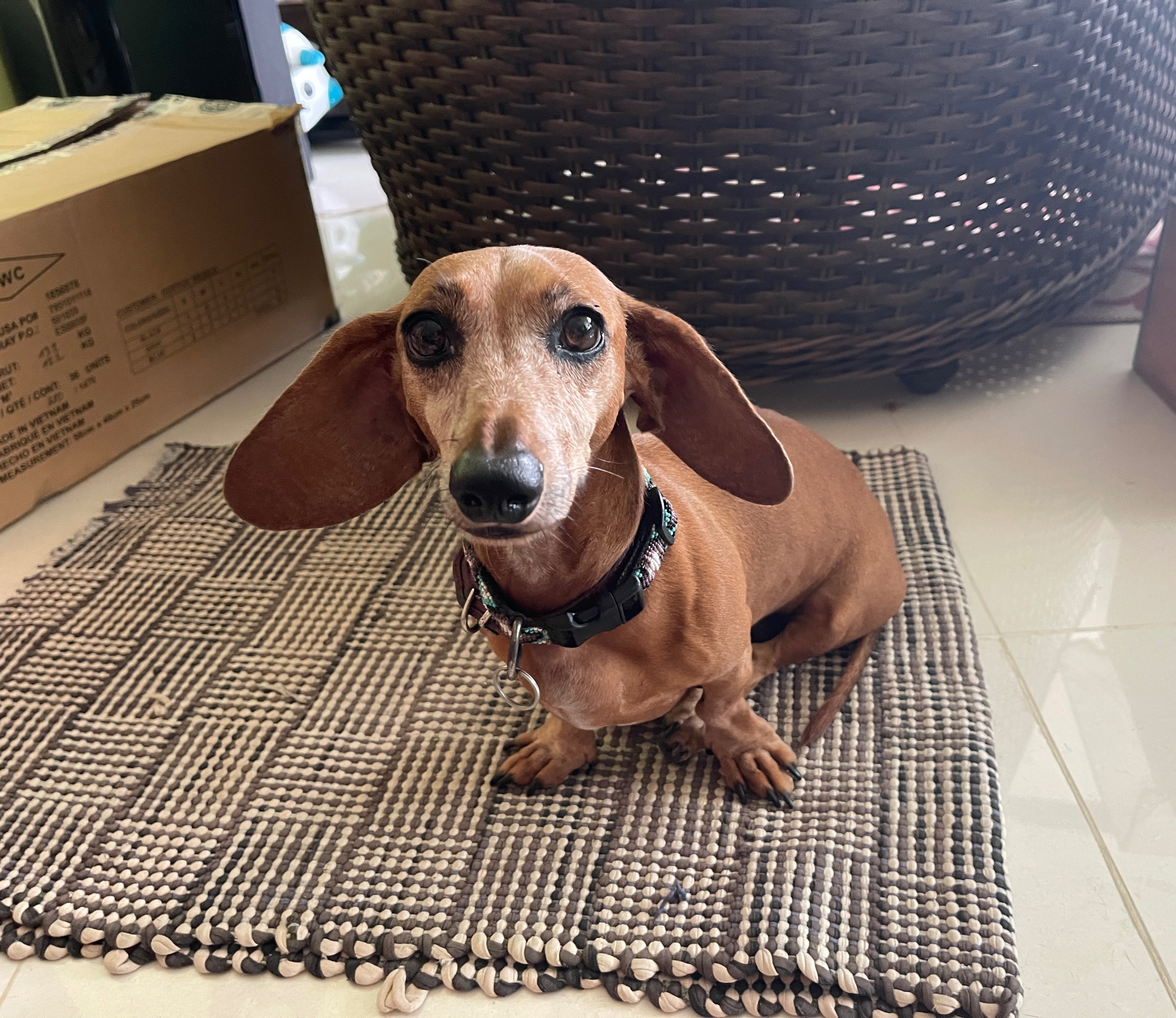 Help Sweet Alma Walk Again – Life-Saving Surgery Needed campaign photo, 2 of 7