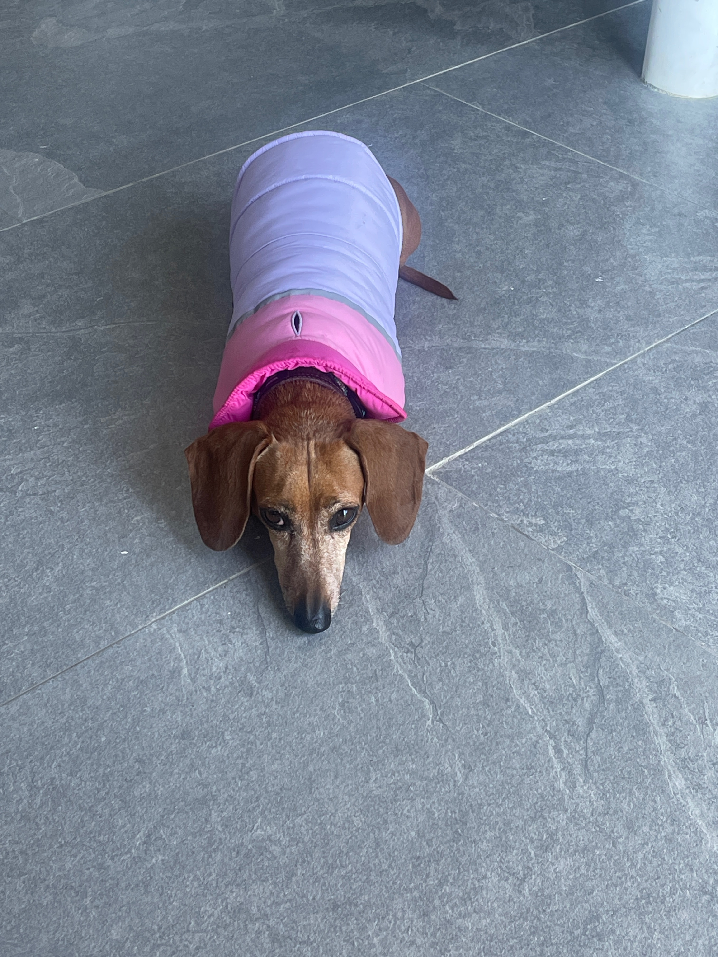 Help Sweet Alma Walk Again – Life-Saving Surgery Needed campaign photo, 4 of 7