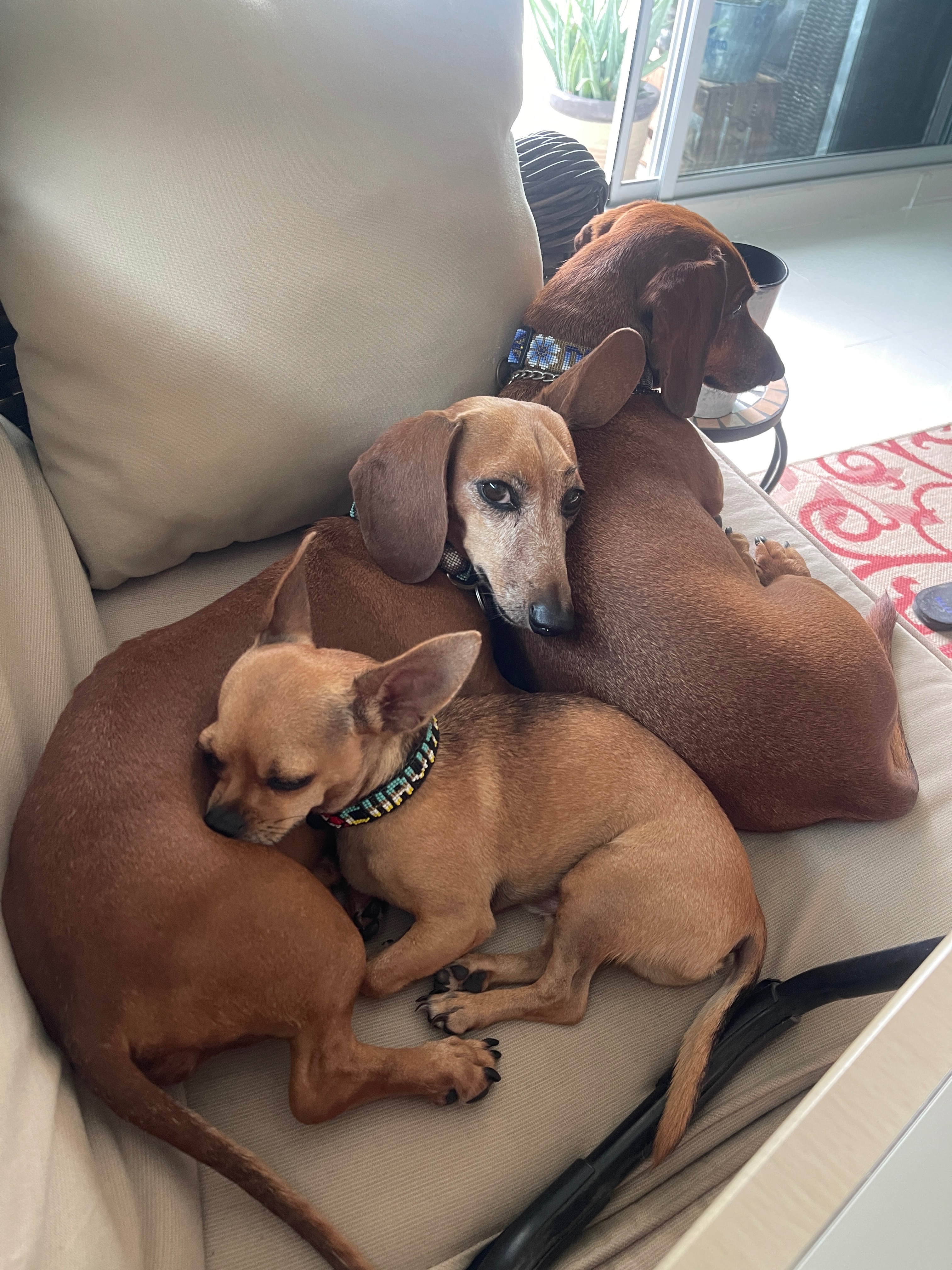 Help Sweet Alma Walk Again – Life-Saving Surgery Needed campaign photo, 5 of 7