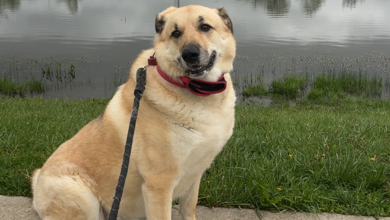 Bowser’s surgery photo
