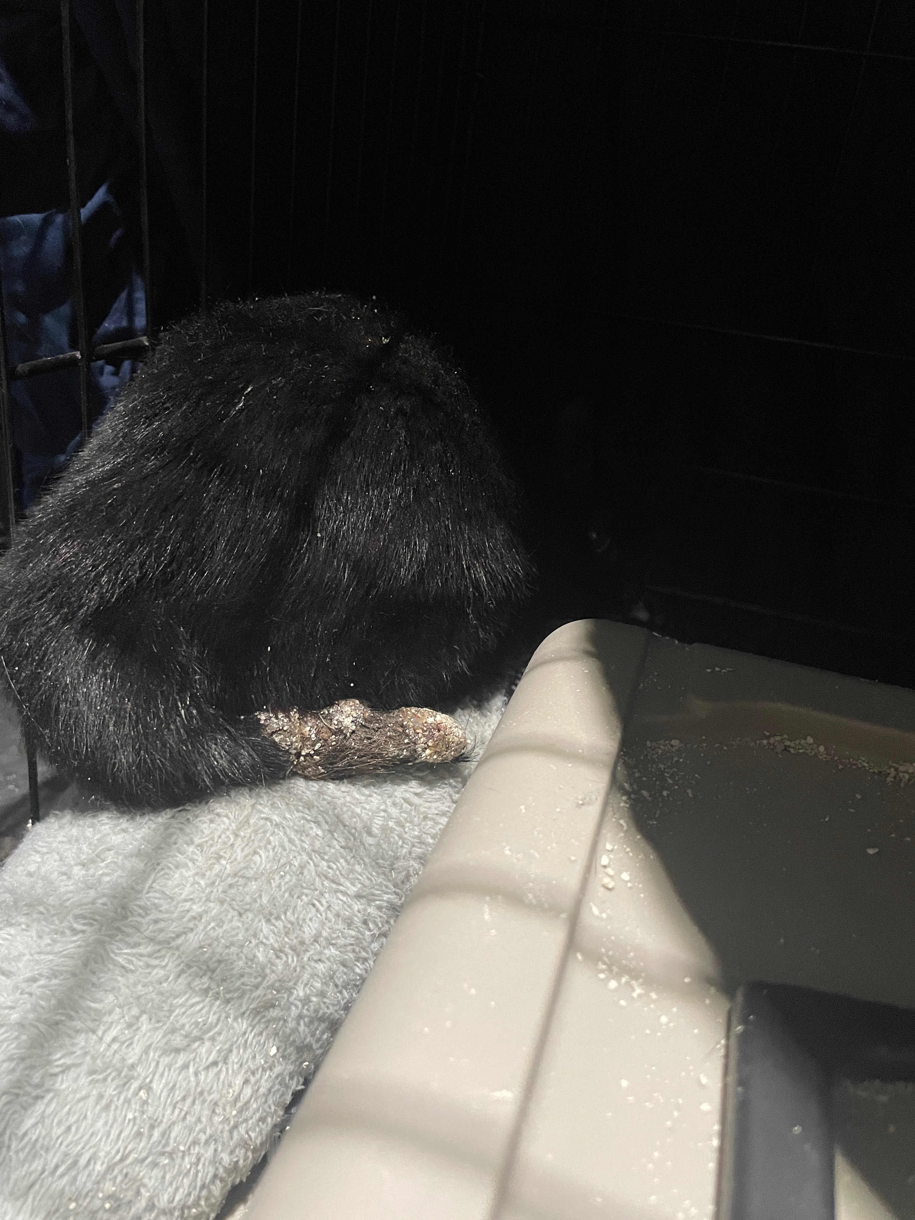 Urgent Surgery for Kajal's Infected Tail campaign photo, 4 of 4