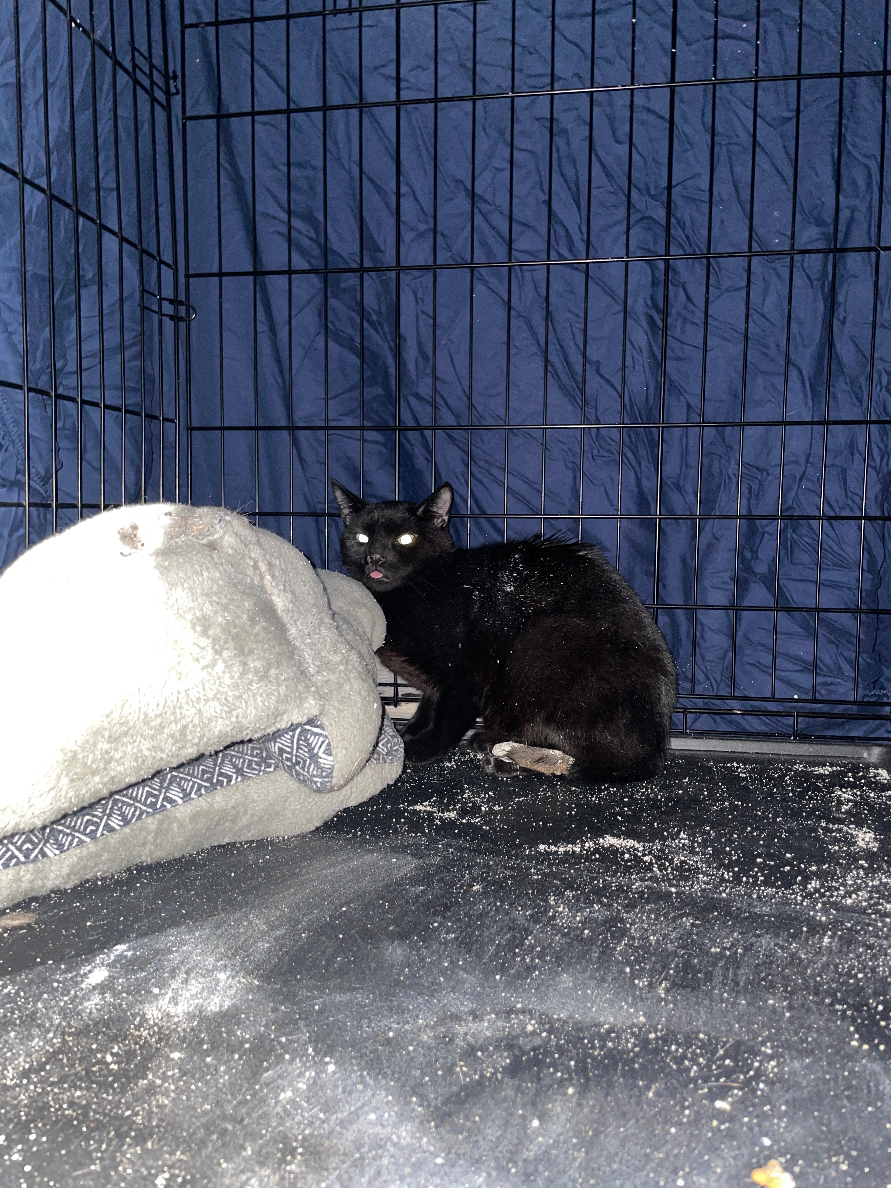 Urgent Surgery for Kajal's Infected Tail campaign photo, 2 of 4