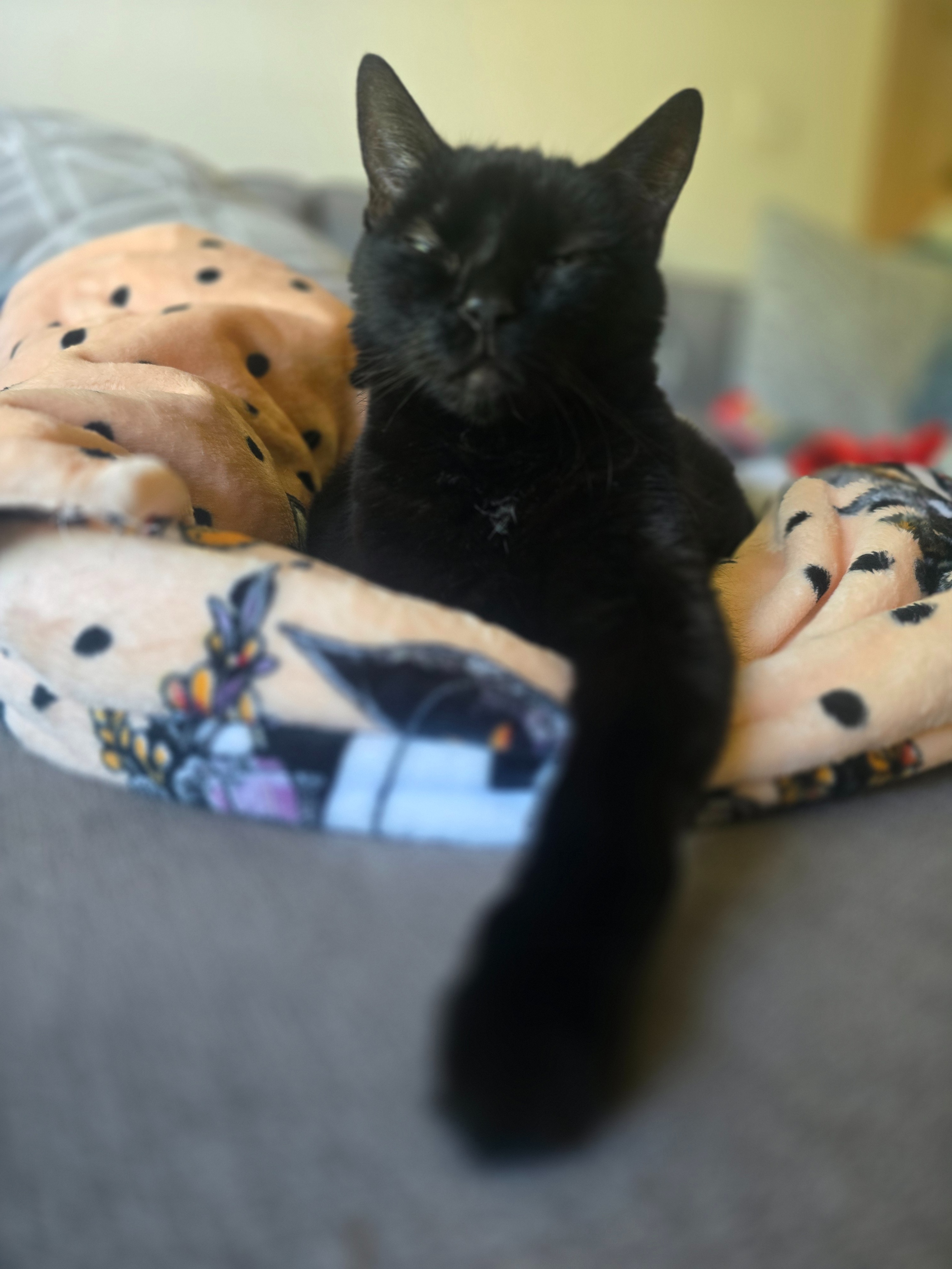 Help Us Save Crog, the Heart of Our Family campaign photo, 6 of 7