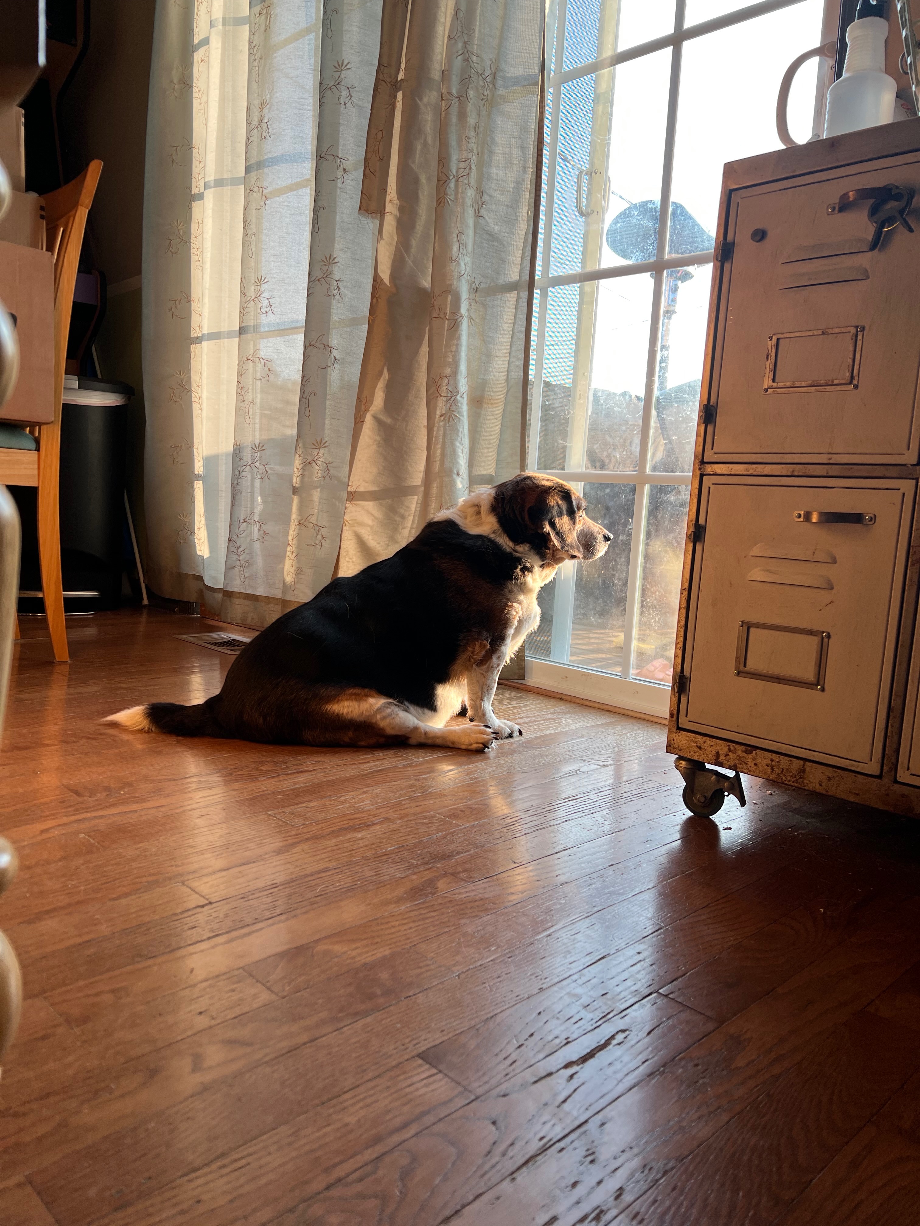 Help Shiloh Walk Again: Support Needed campaign photo, 2 of 4