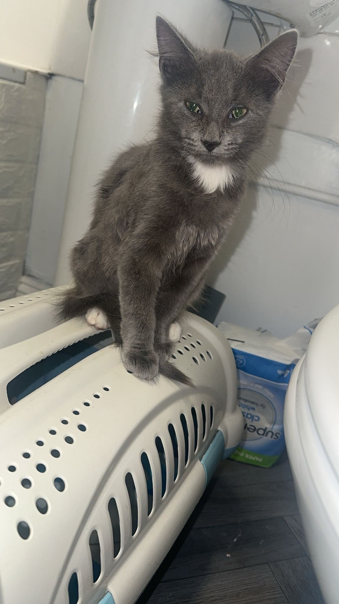 Help and rescue abandoned cats and kittens campaign photo, 2 of 8