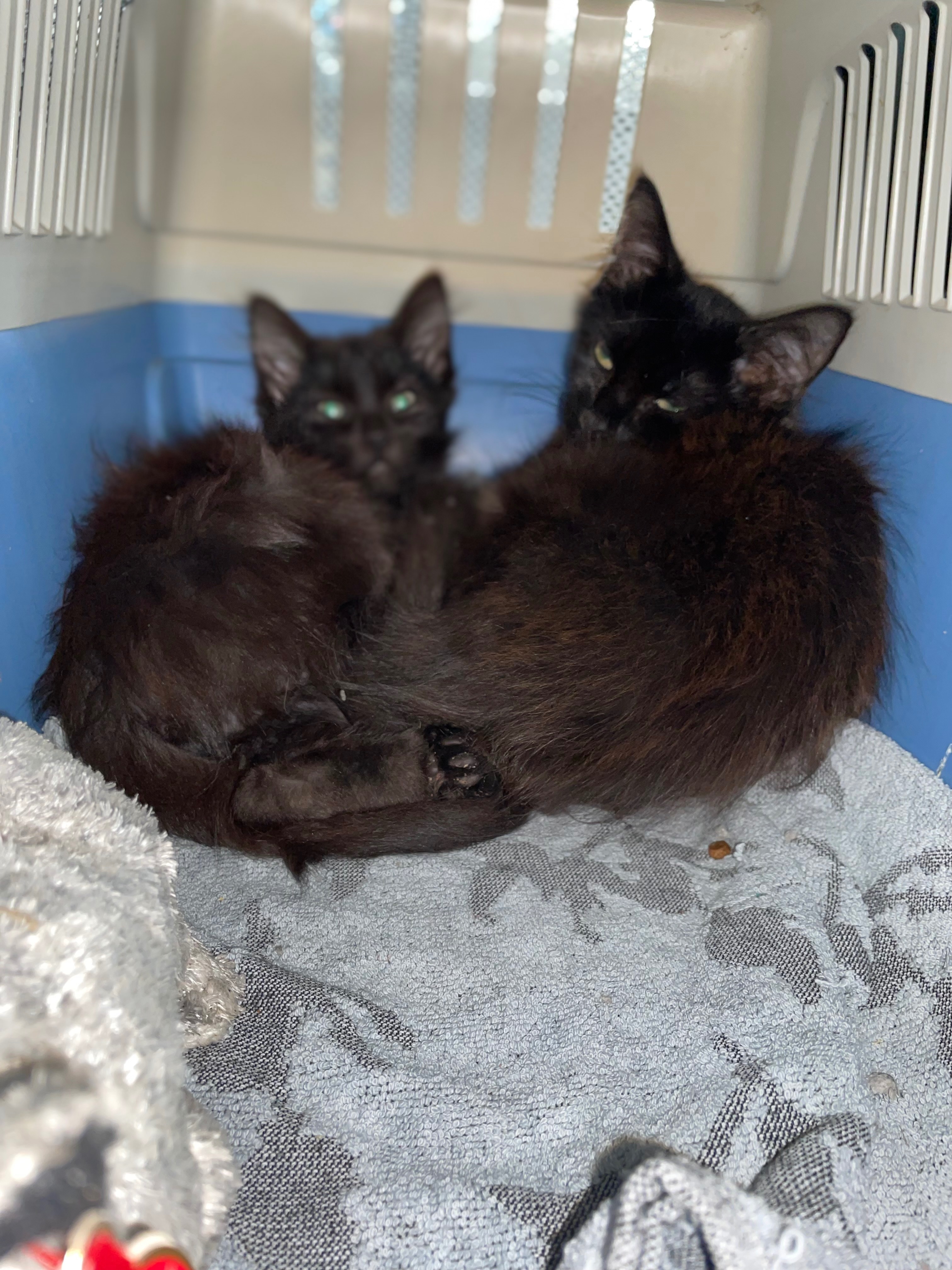 Help and rescue abandoned cats and kittens campaign photo, 4 of 8