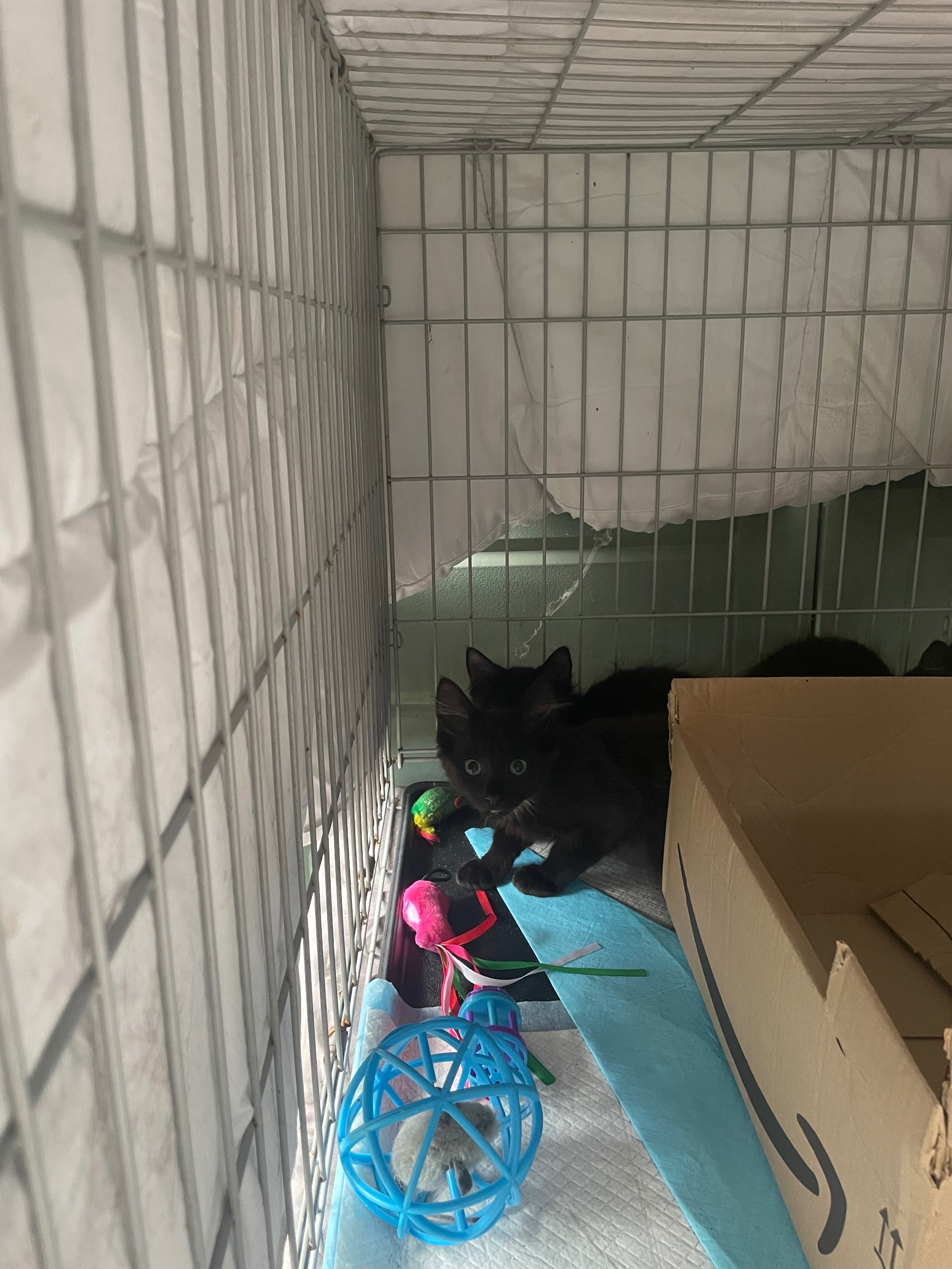Help and rescue abandoned cats and kittens campaign photo, 5 of 8