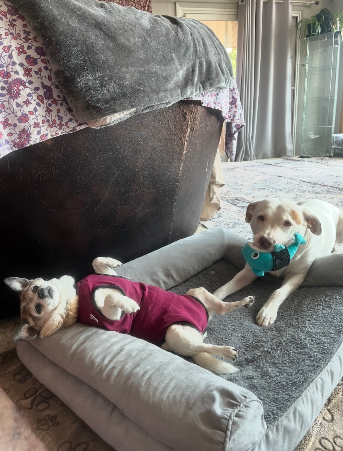 Help Cover Medical Expenses for my 2 Sweet Fur Babies campaign photo, 2 of 6