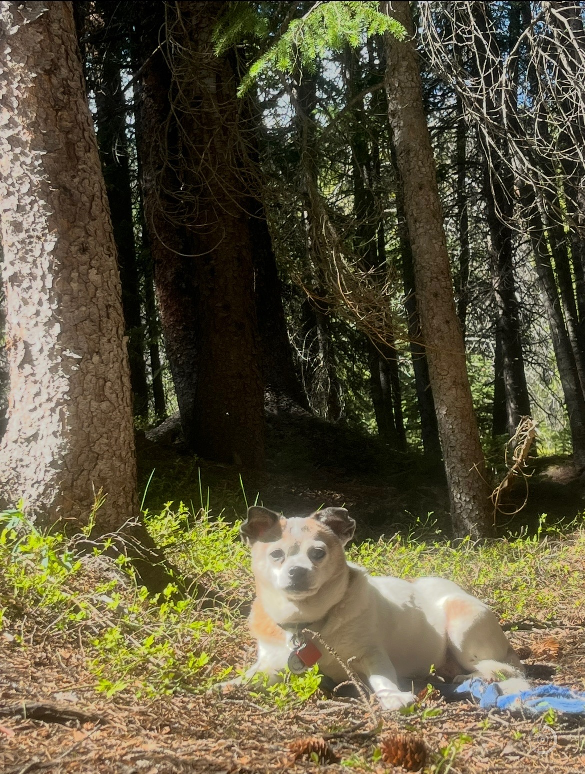 Help Cover Medical Expenses for my 2 Sweet Fur Babies campaign photo, 4 of 6