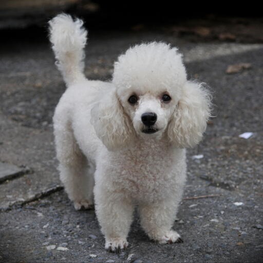 Tobi's Medical Bills campaign photo, 2 of 3
