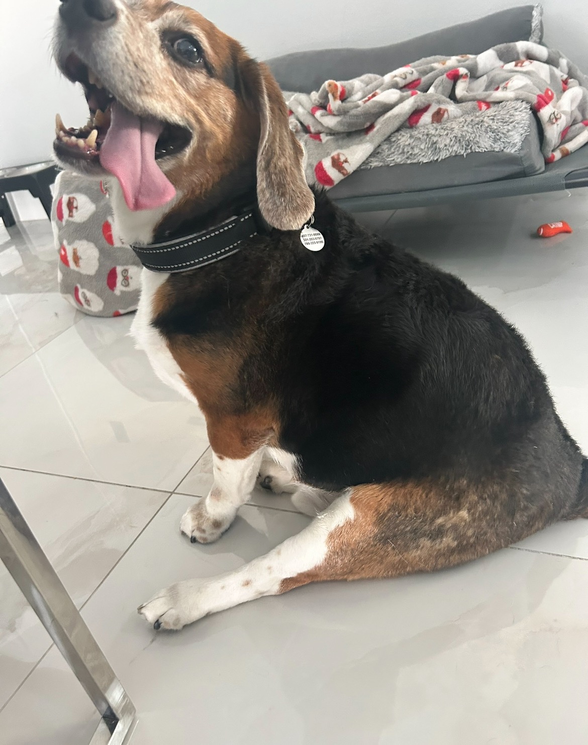 Fundraiser for fabiola grossi by fabiana arreaza : Help Goofy Walk