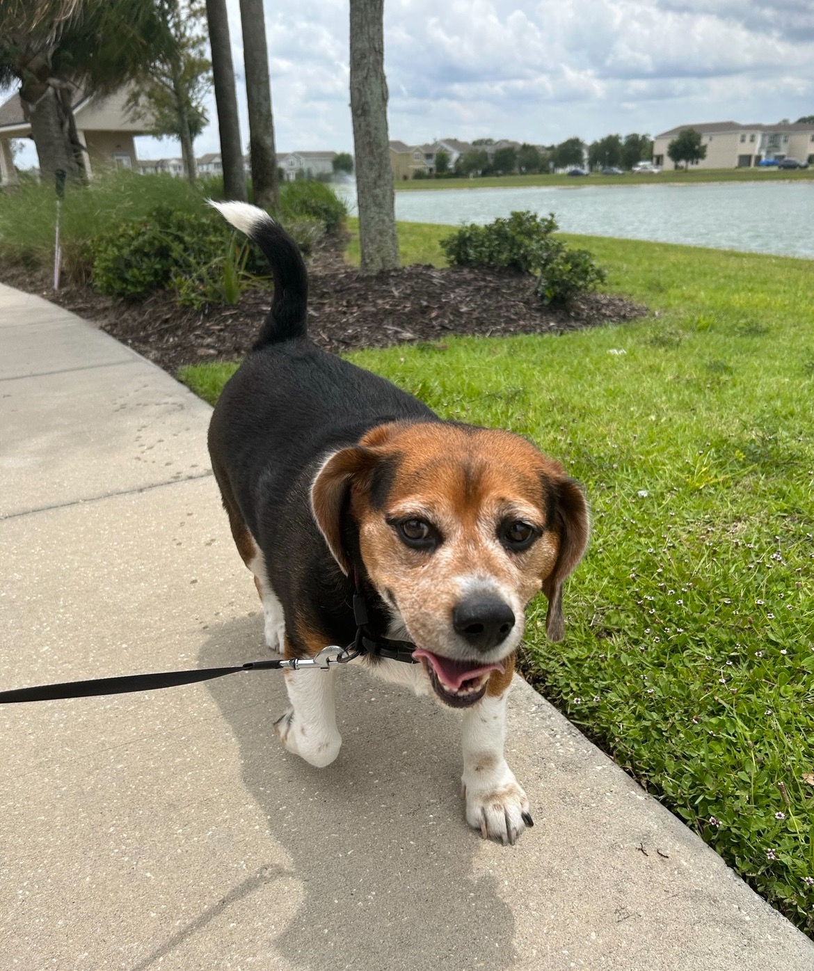 Fundraiser for fabiola grossi by fabiana arreaza : Help Goofy Walk
