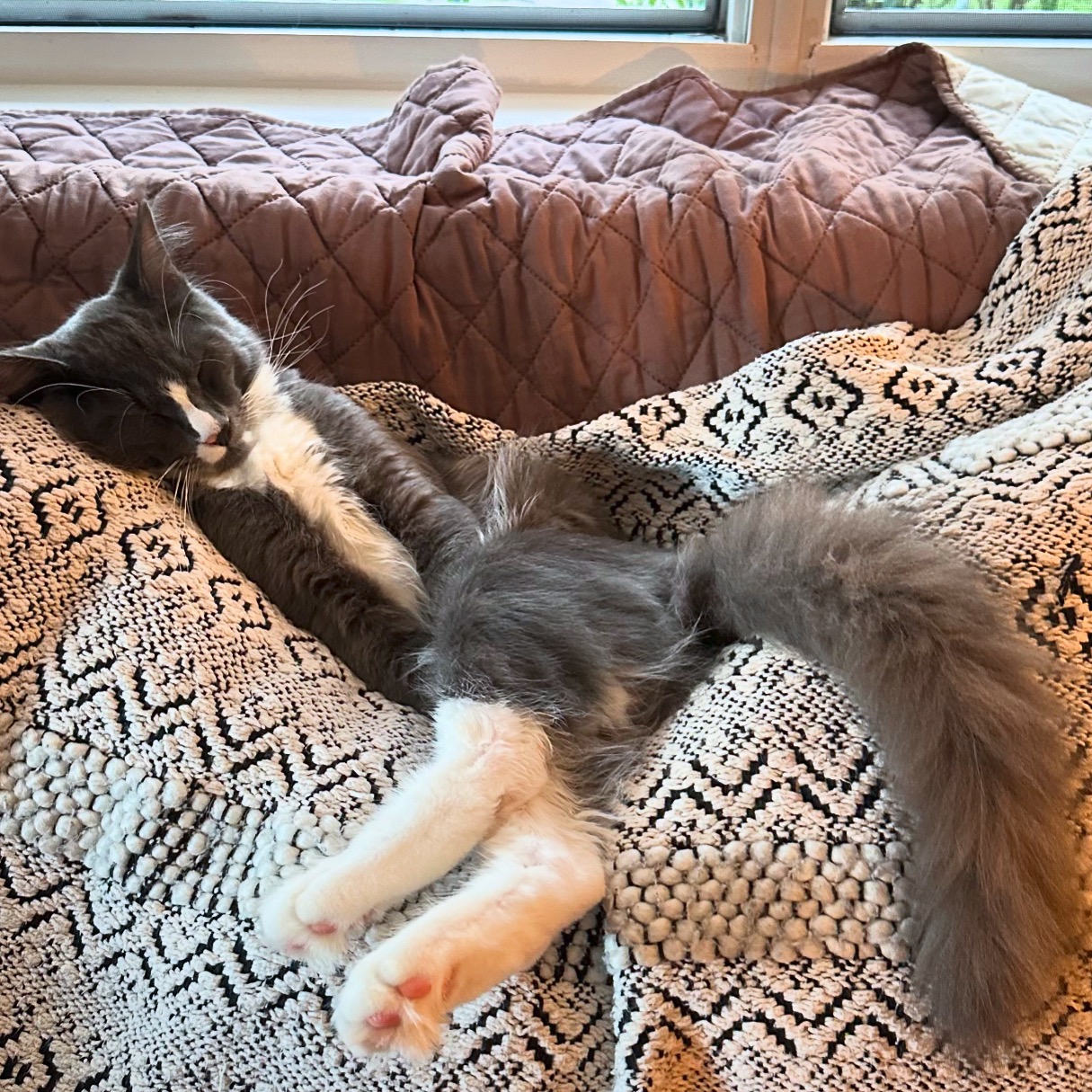 Help Cover Our Cat’s Emergency Vet Care campaign photo, 6 of 7