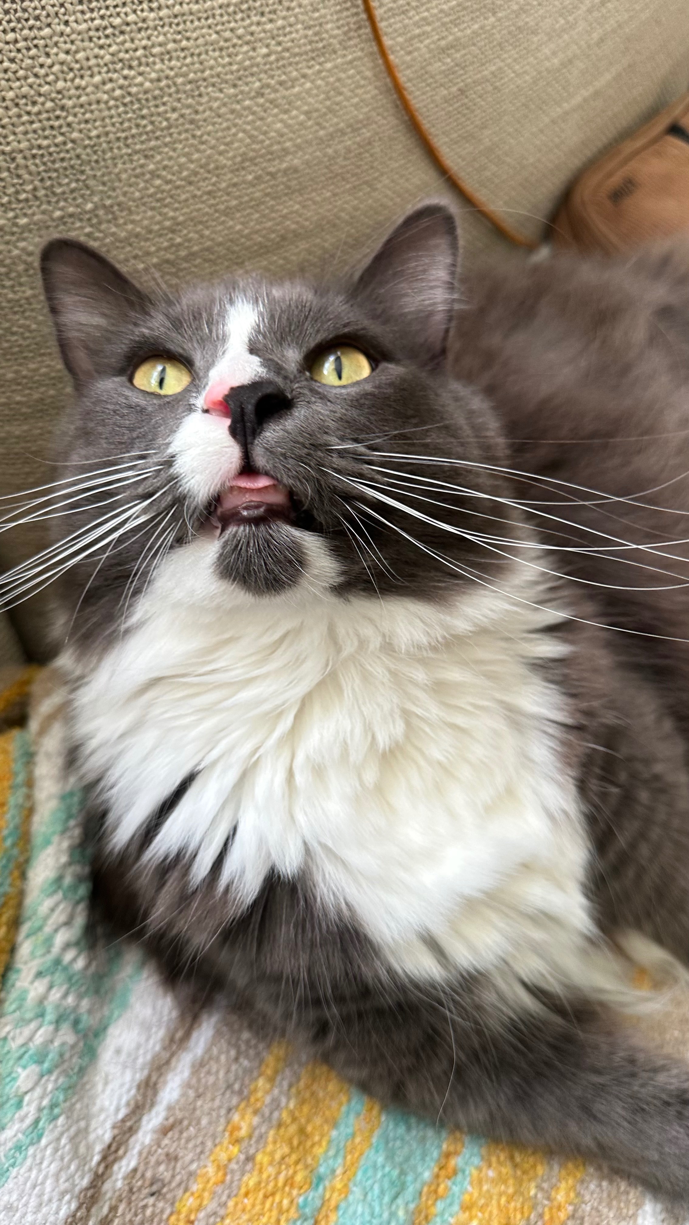 Help Cover Our Cat’s Emergency Vet Care campaign photo, 2 of 7