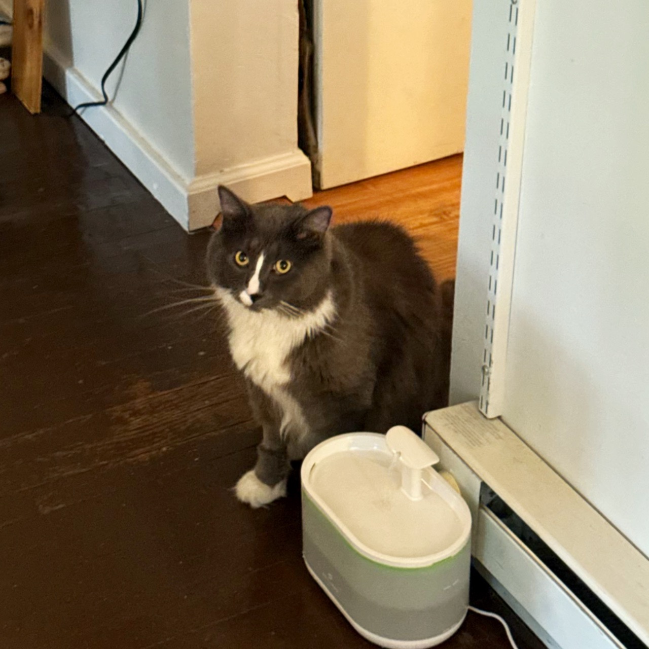Help Cover Our Cat’s Emergency Vet Care campaign photo, 4 of 7