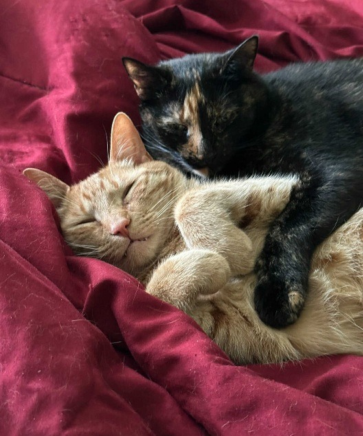 Assist Maria in Caring for her Furbabies campaign photo, 2 of 7