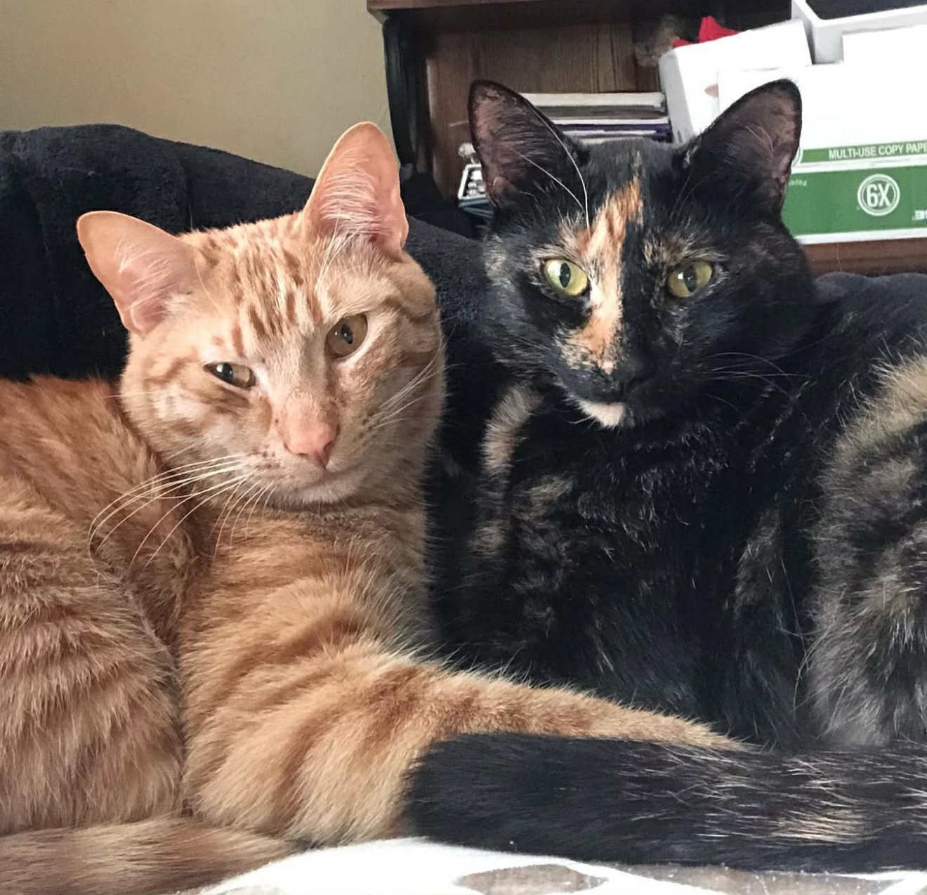 Assist Maria in Caring for her Furbabies campaign photo, 5 of 7