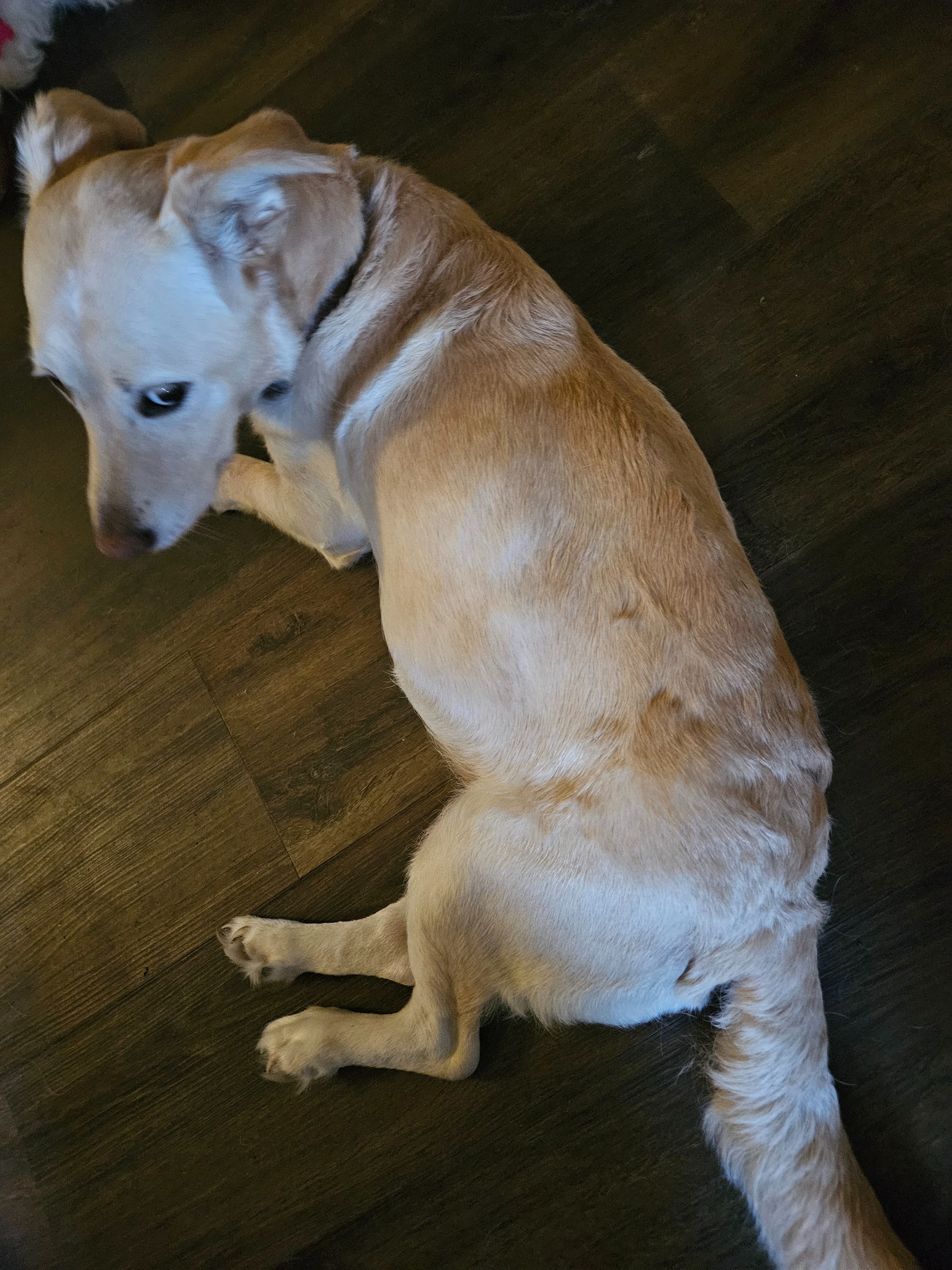 Lady' emergency surgery: remove tumor wrapped around spleen campaign photo, 4 of 8