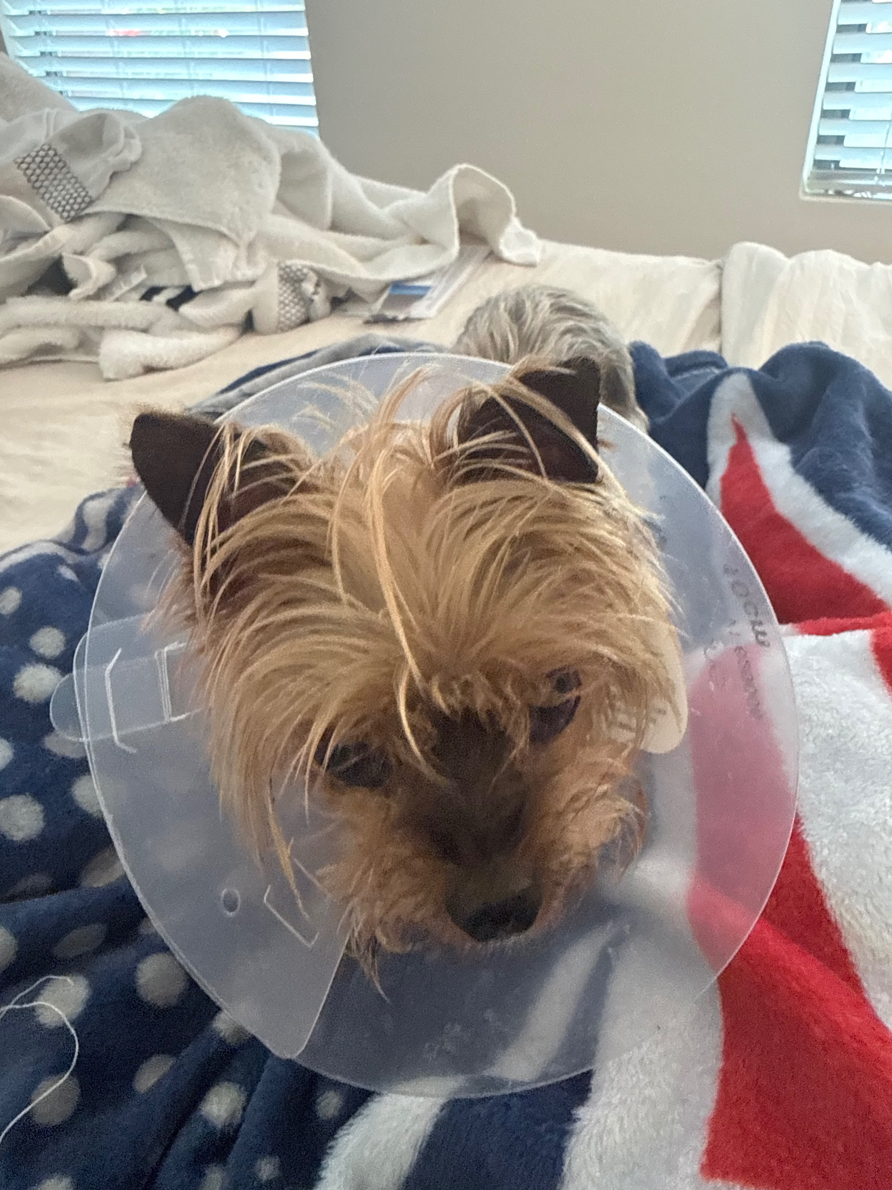 Big Bertha's  cancer mass removal campaign photo, 5 of 8