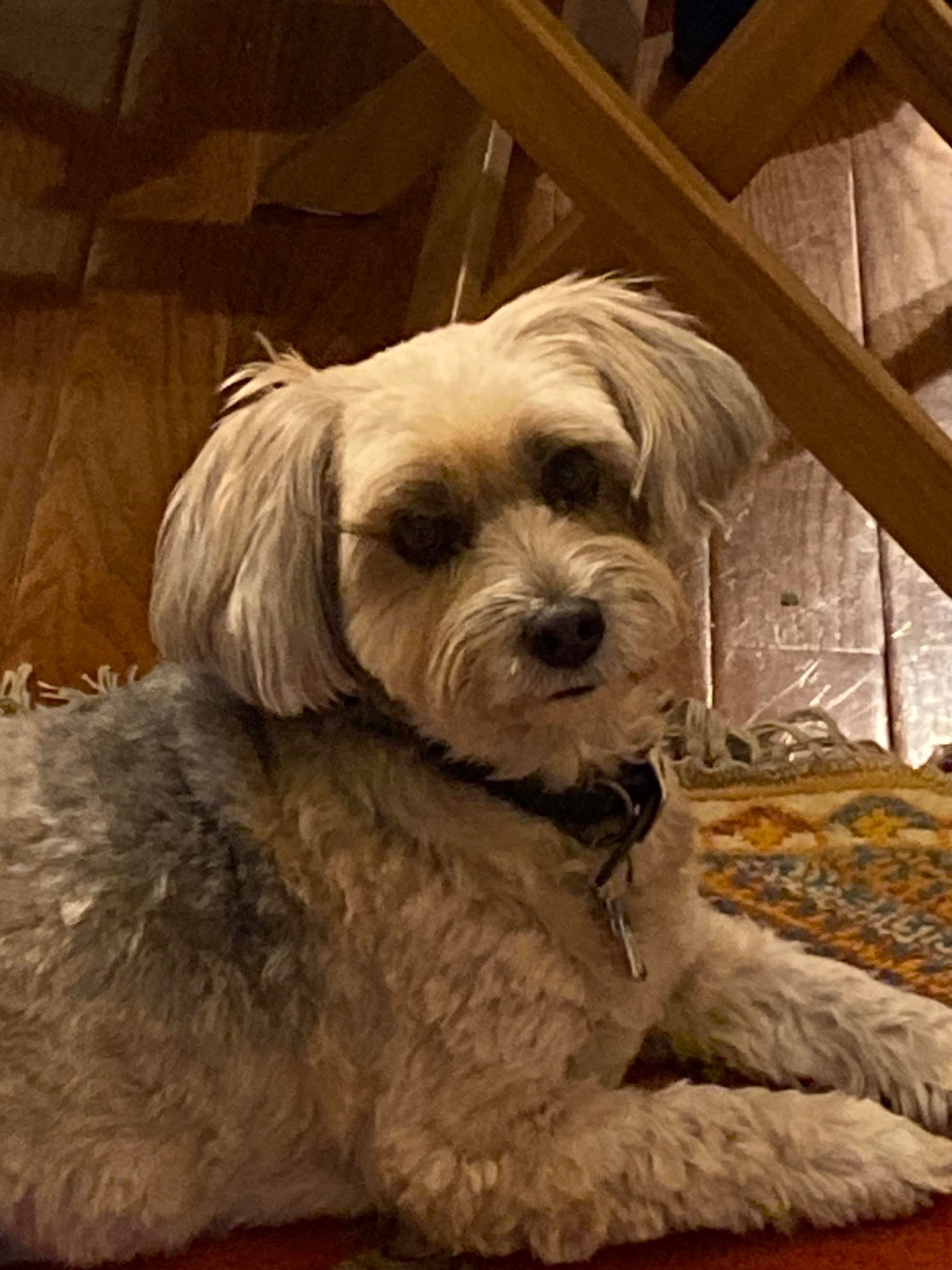 Help Chooch Recover from Emergency Surgery campaign photo, 5 of 6