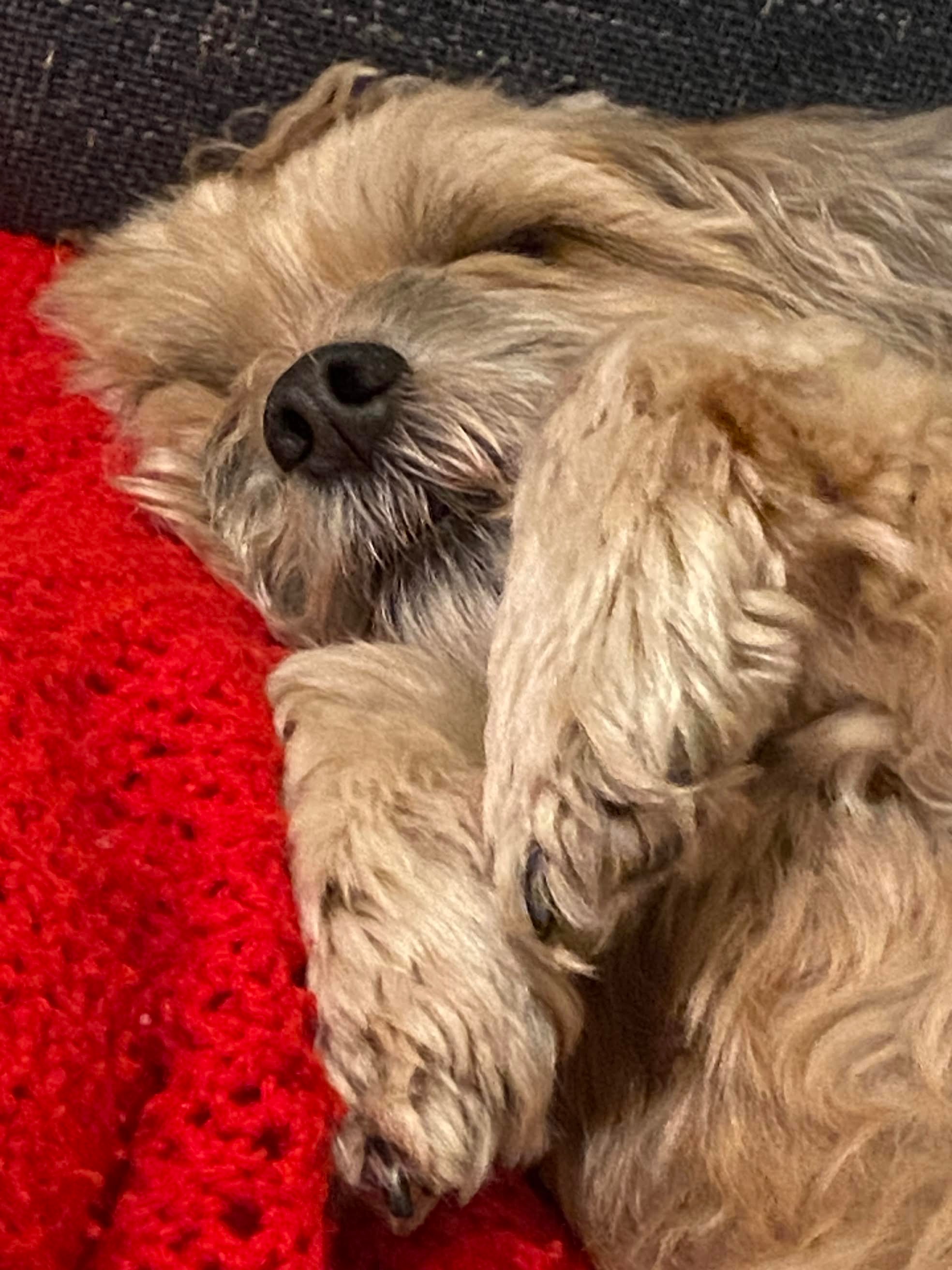 Help Chooch Recover from Emergency Surgery campaign photo, 4 of 6