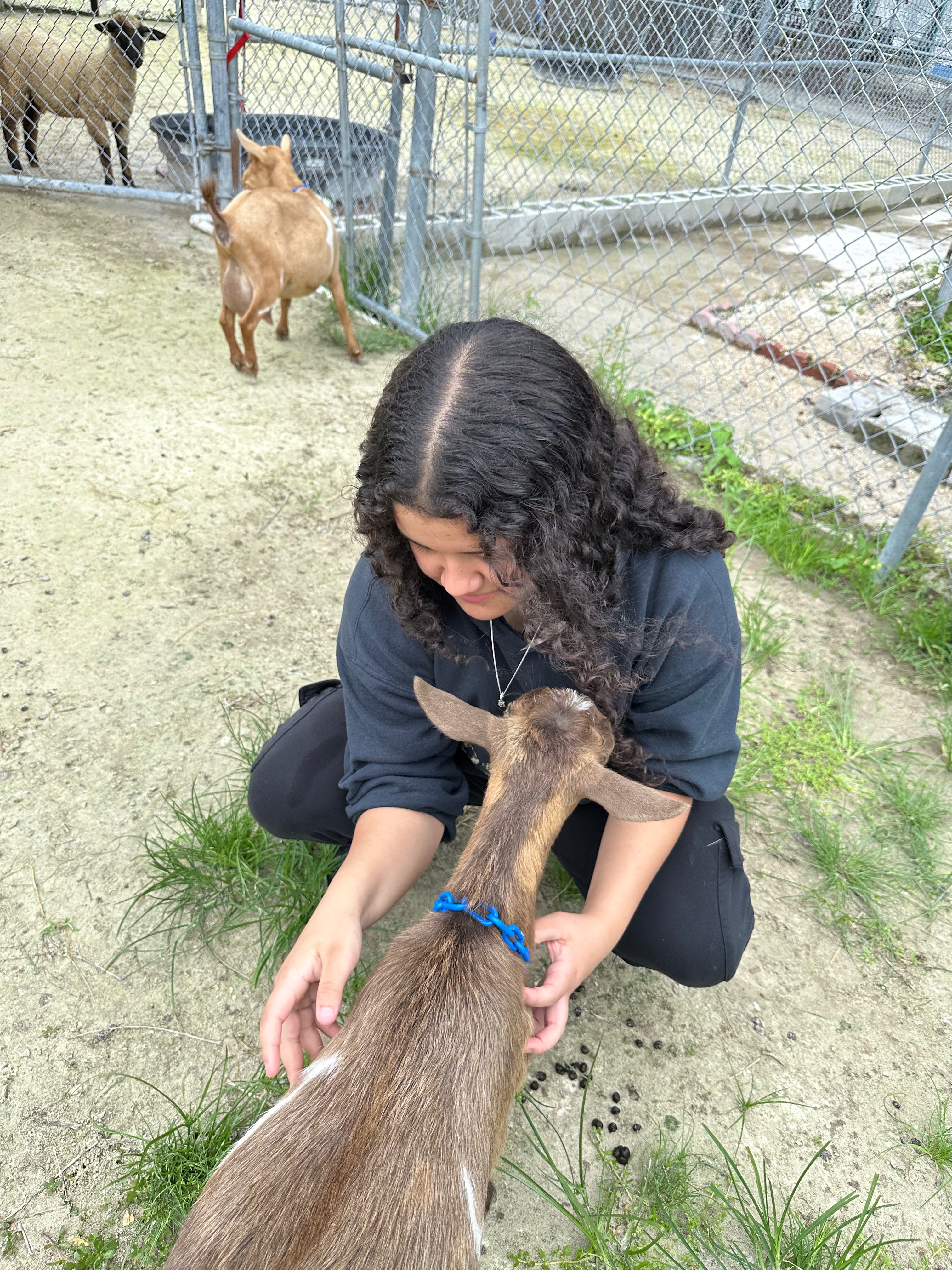 Support Francesca's FFA Goat Breeding Project campaign photo, 7 of 8