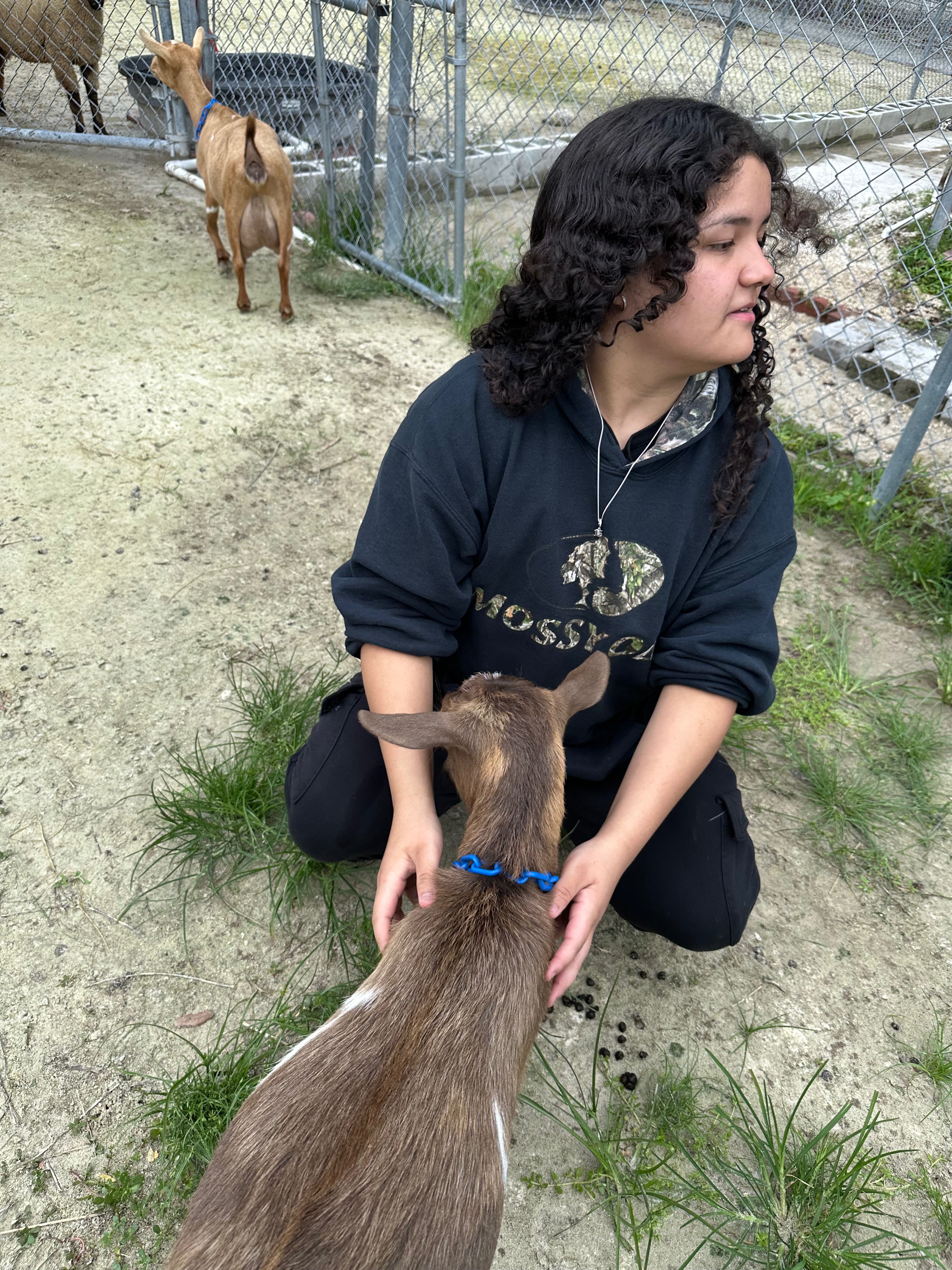 Support Francesca's FFA Goat Breeding Project campaign photo, 2 of 8