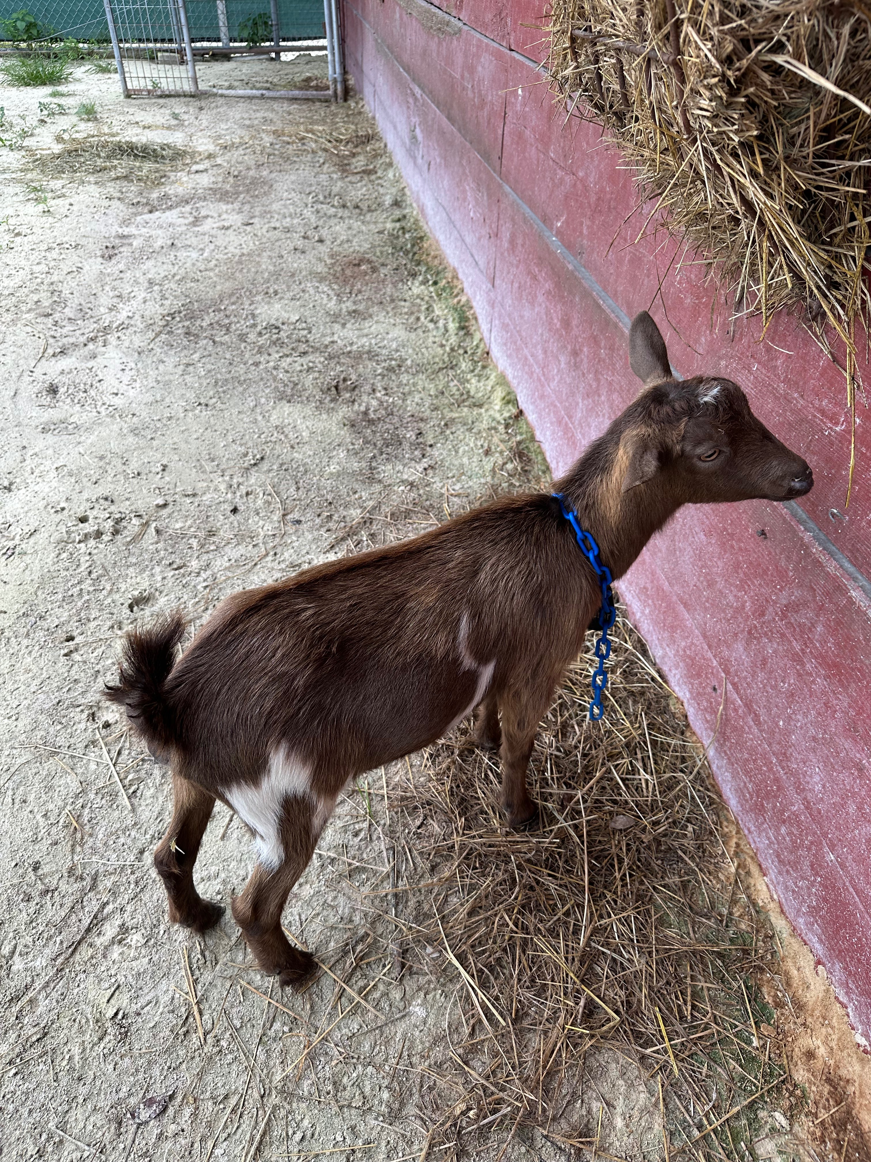 Support Francesca's FFA Goat Breeding Project campaign photo, 4 of 8