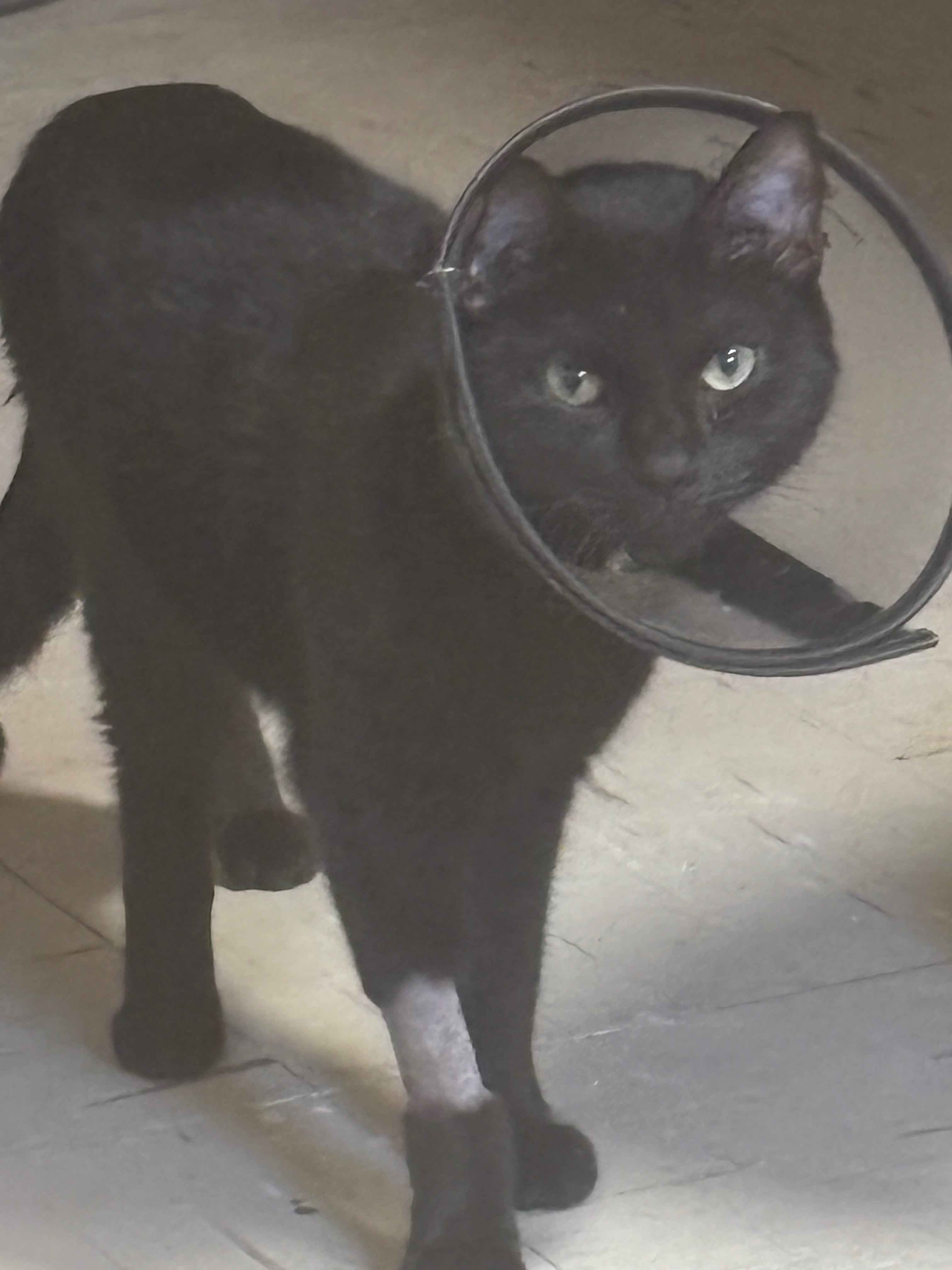 User-uploaded image 1