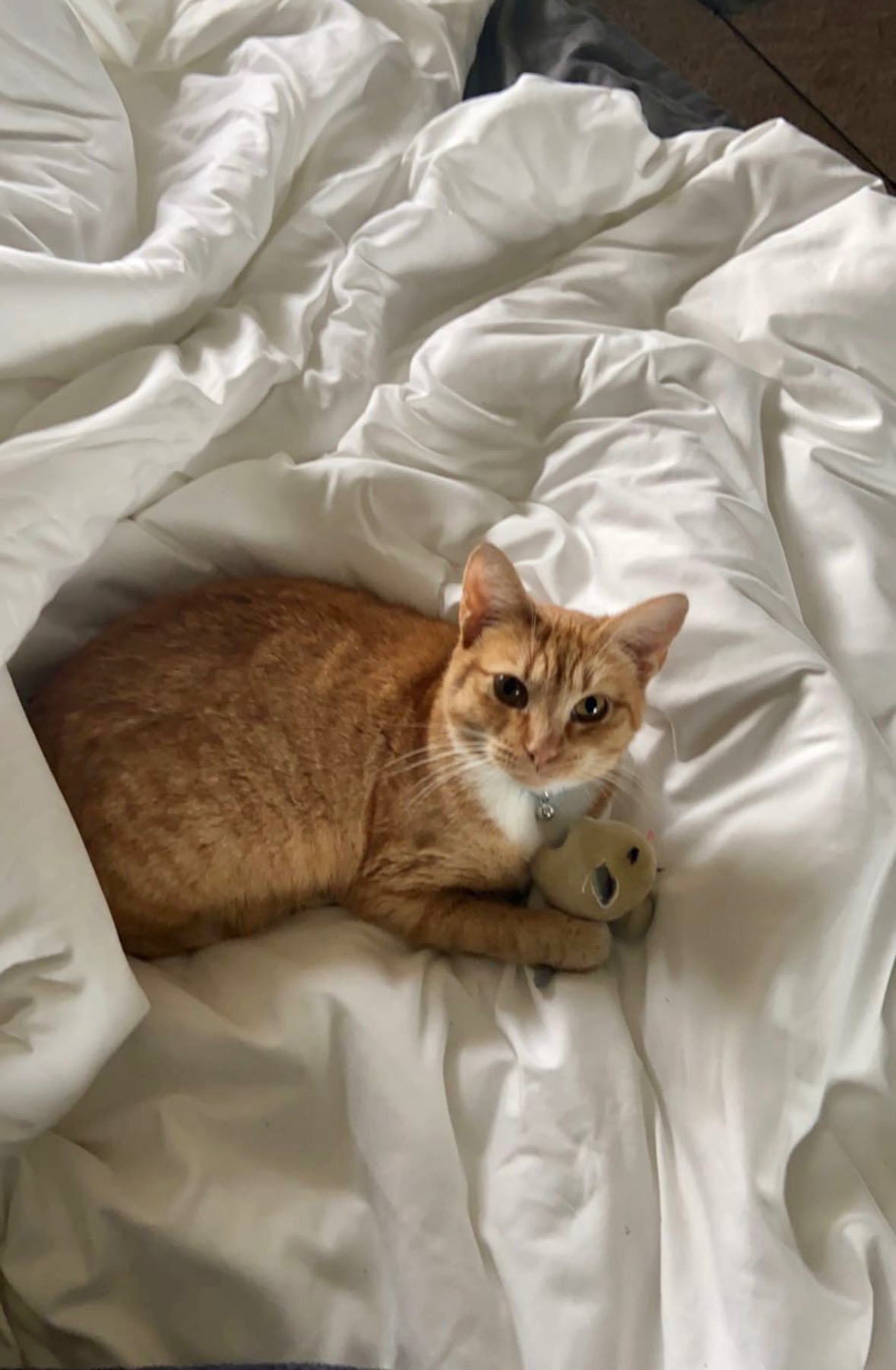 Crumbs’s Vet Bills campaign photo, 2 of 5