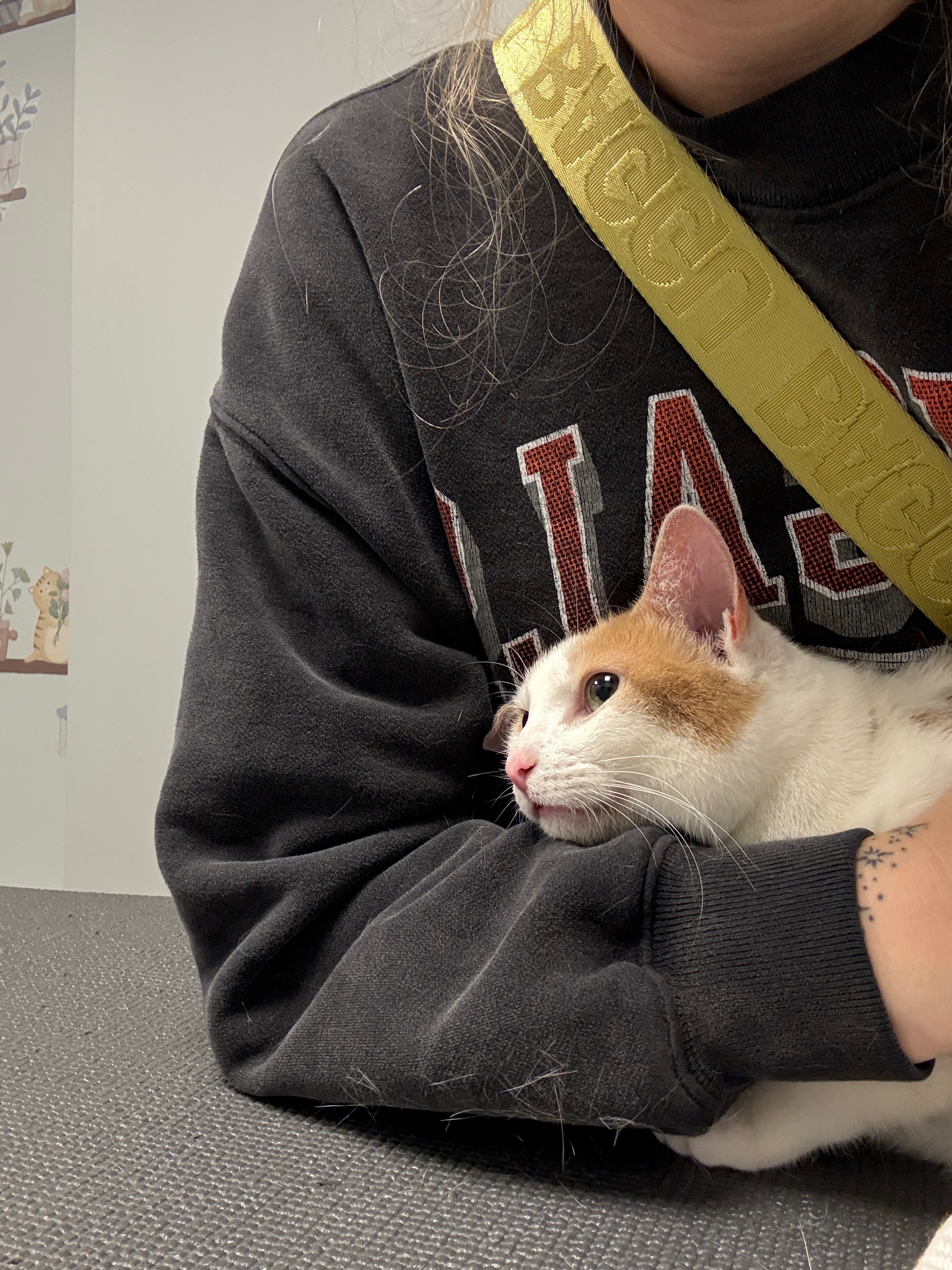 Donate to help Peach (the sweetest angel bb) campaign photo, 2 of 8