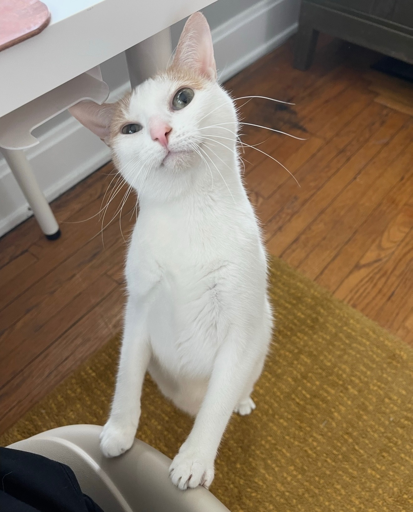 Donate to help Peach (the sweetest angel bb) campaign photo, 4 of 8