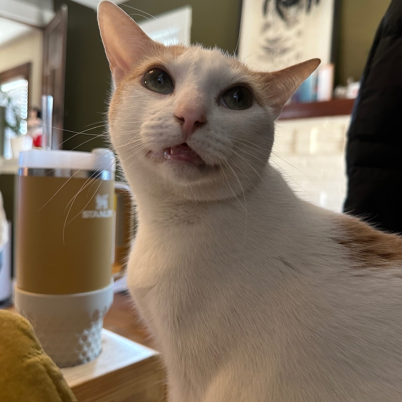 Donate to help Peach (the sweetest angel bb) campaign photo, 6 of 8